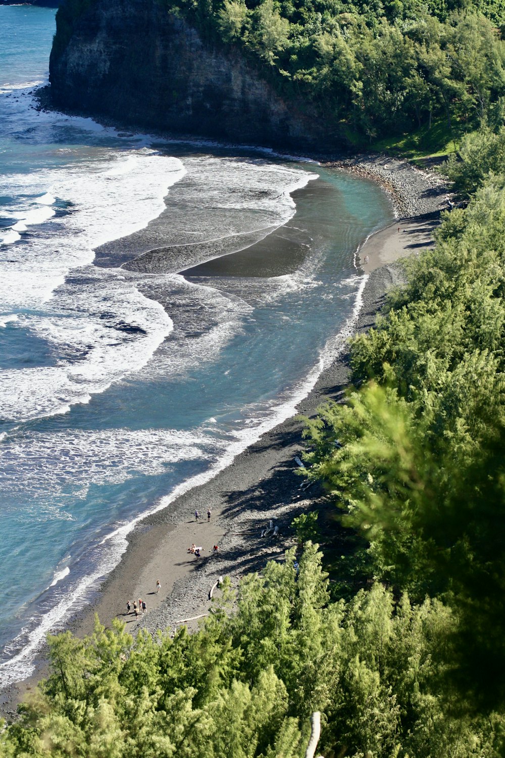 a beach with trees and a body of water