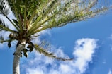 A scenic view of coconut palms against a clear blue sky.