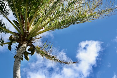 A close-up of fresh coconuts hanging from a palm tree against a clear blue sky.