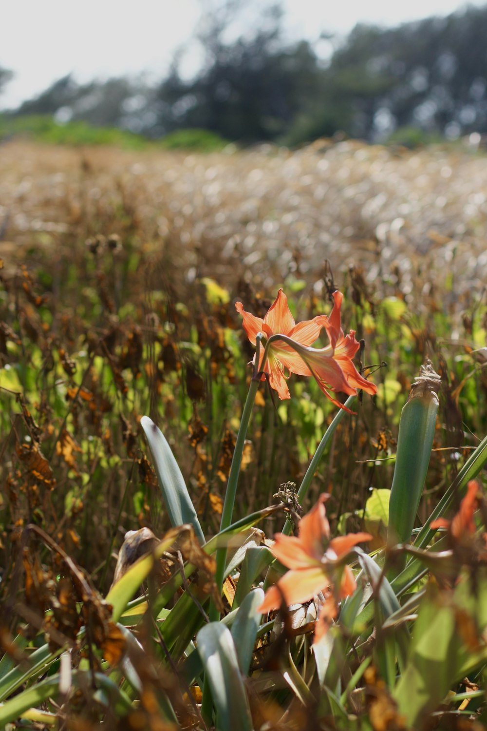 a close-up of some flowers