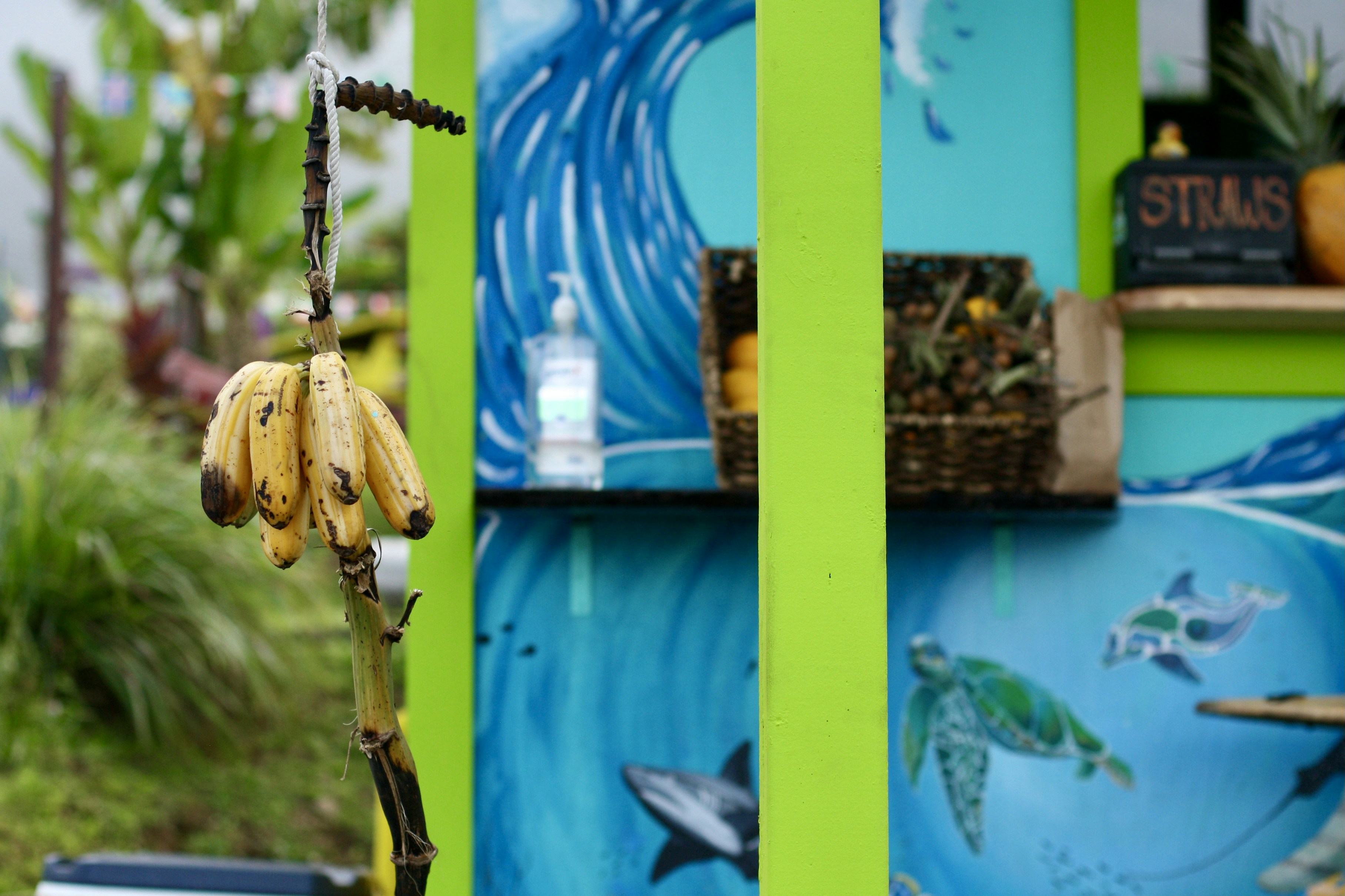 a banana from a chain