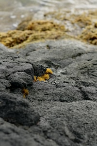 Natural Weight Support