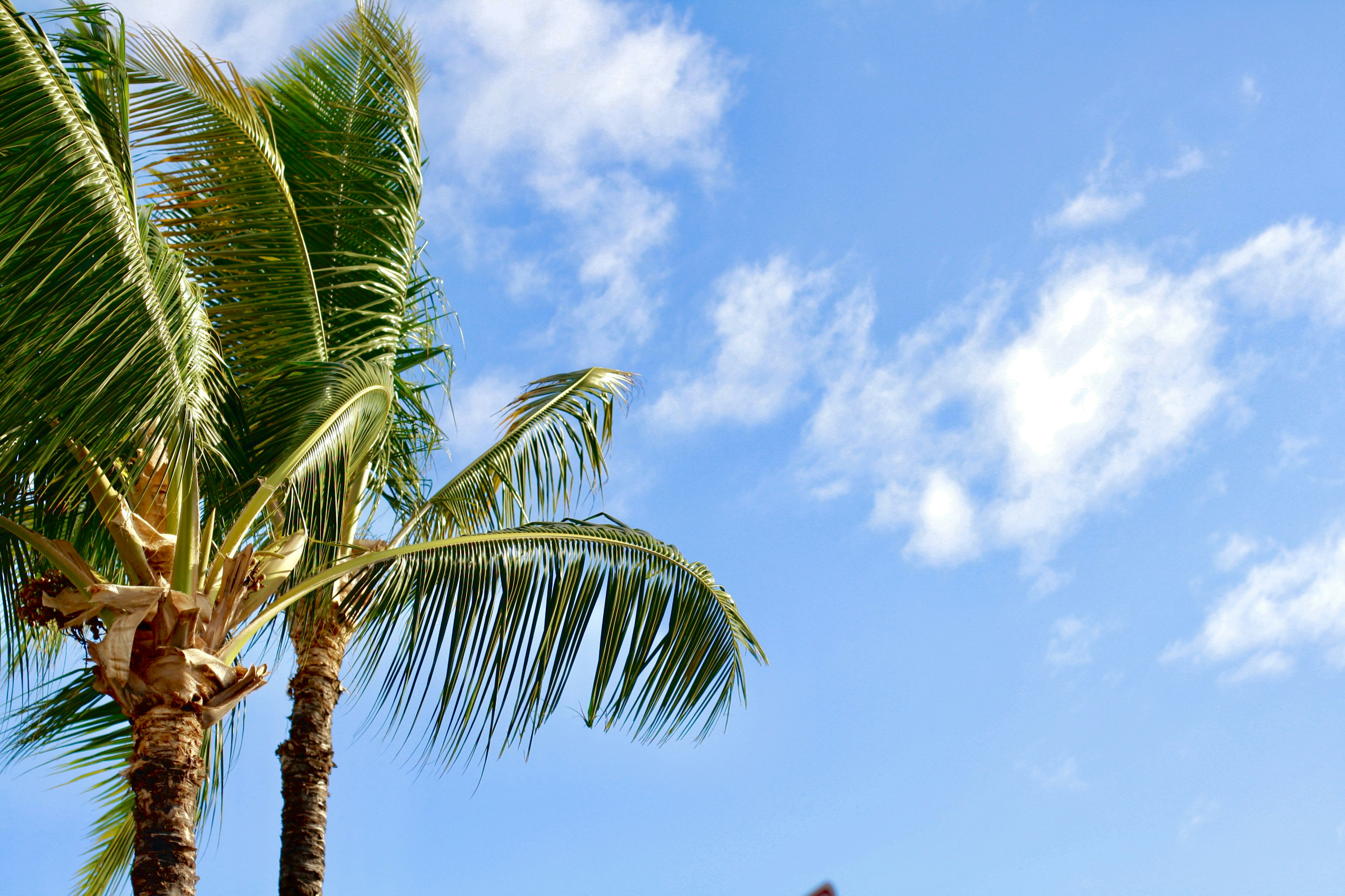 palm trees under a blue sky
