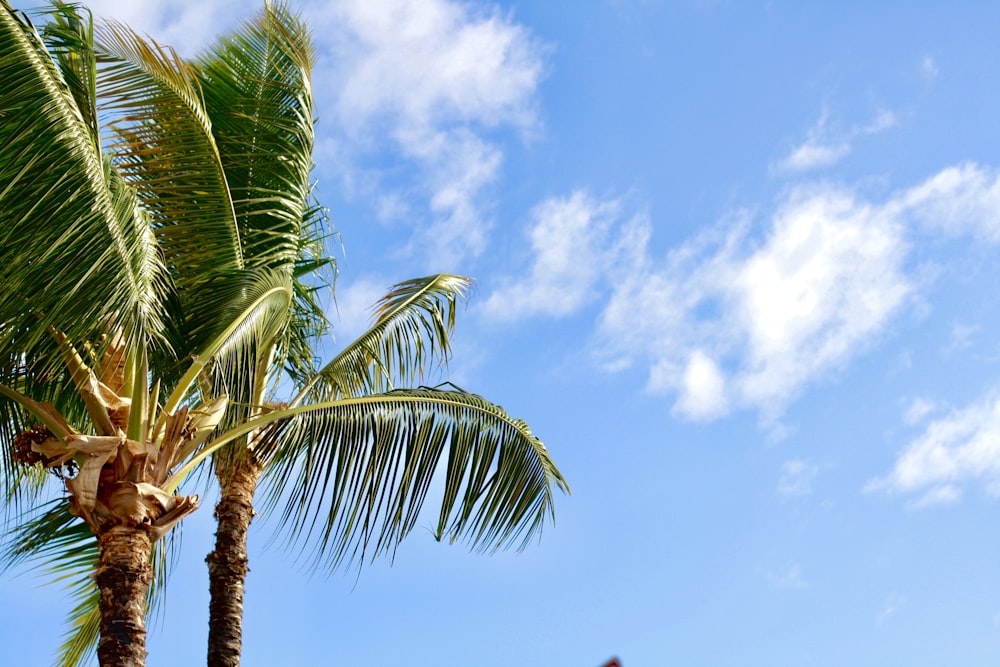 palm trees under a blue sky