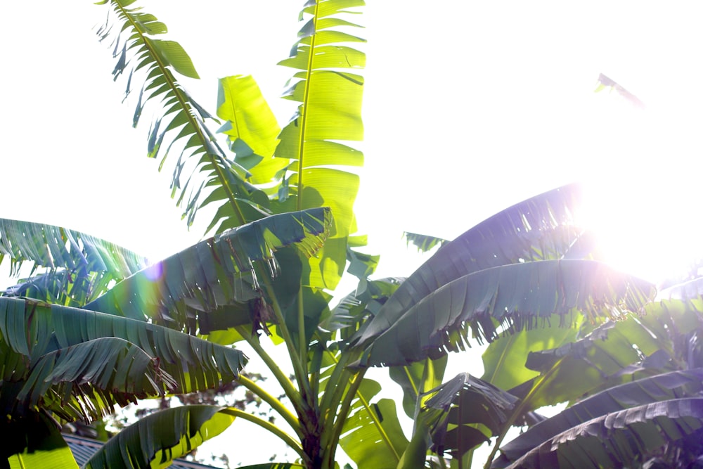 a group of plants with leaves