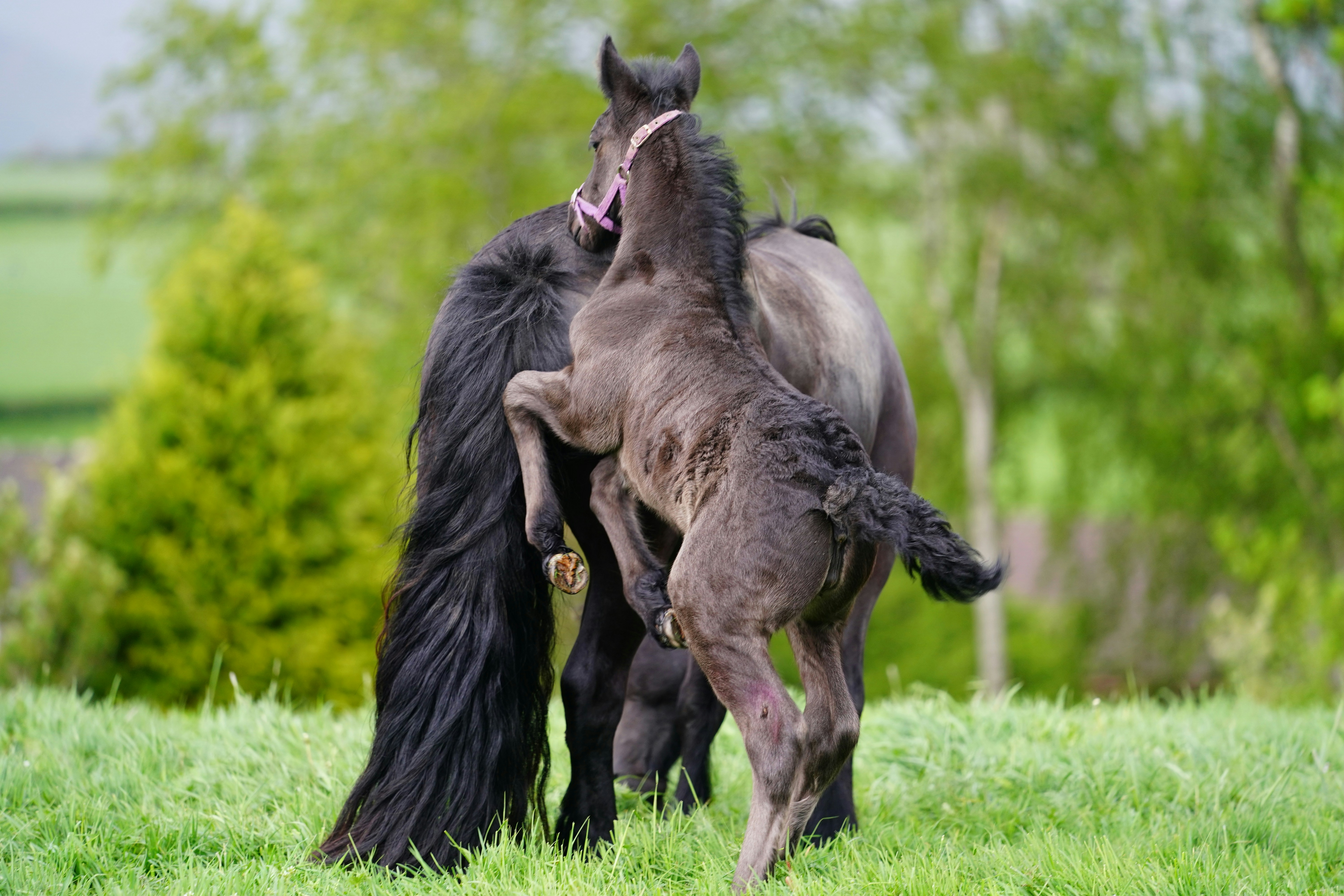 Climbing to New Heights: Overcoming Challenges in the Breeding Industry