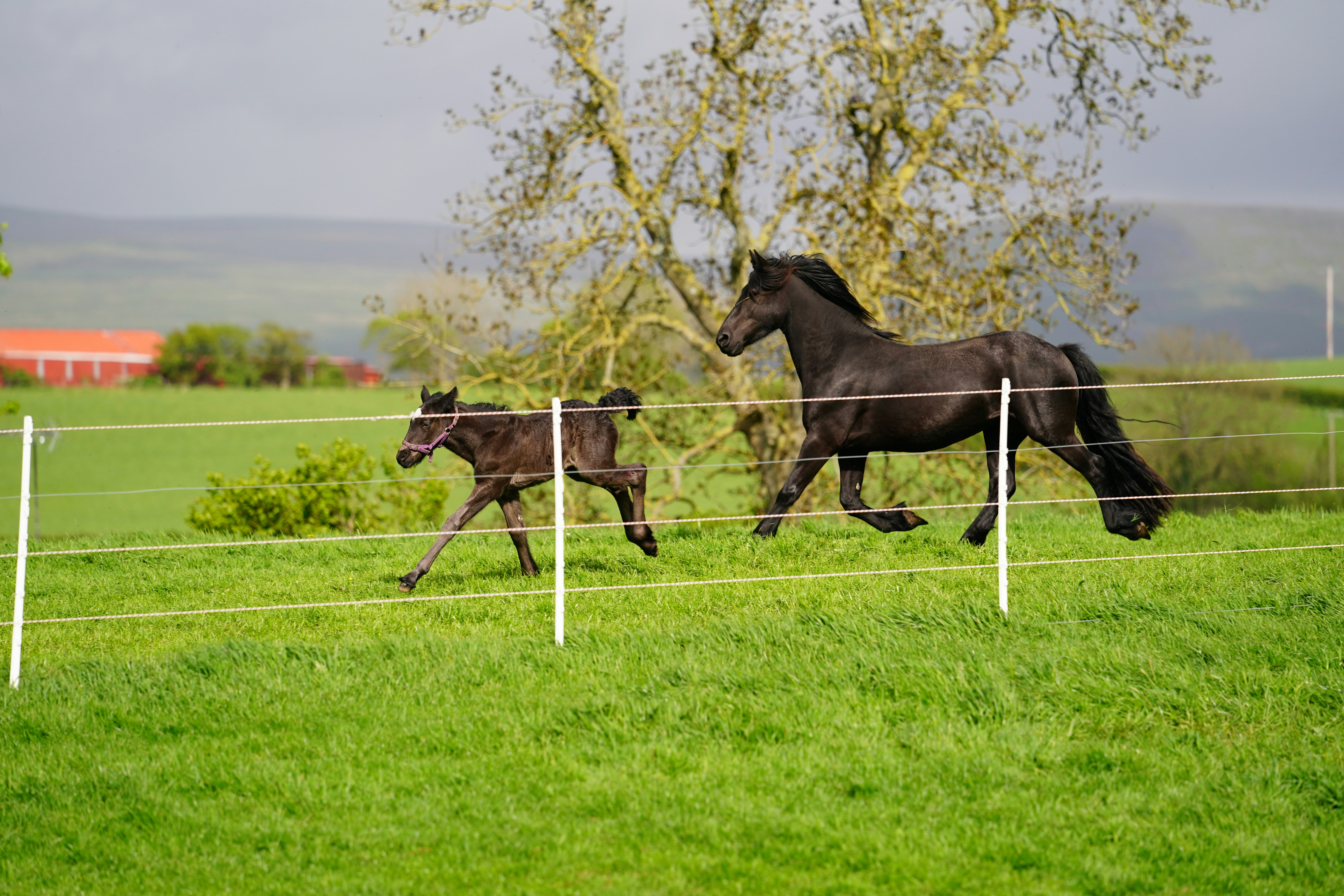 a couple of horses running on a grass field