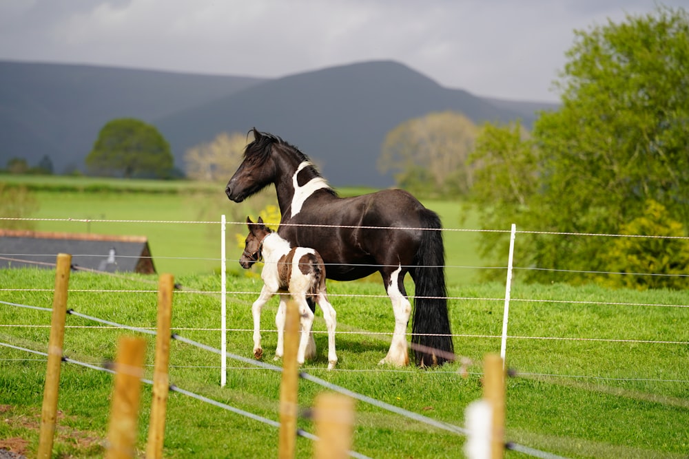 a horse and its calf in a fenced pasture