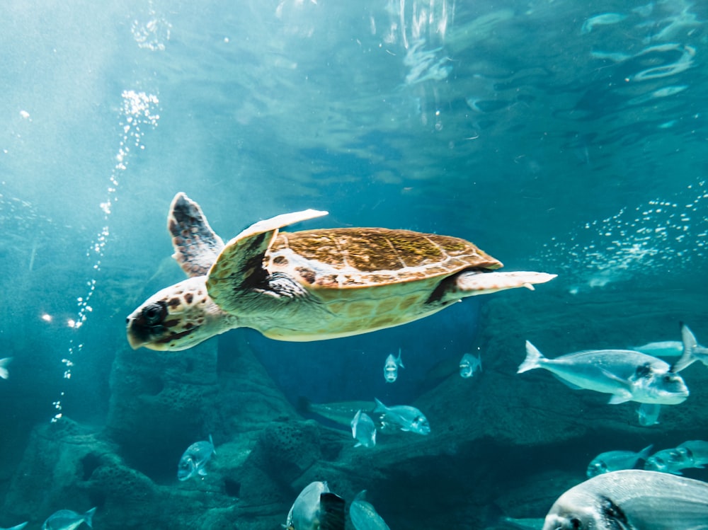 a turtle swimming in the water