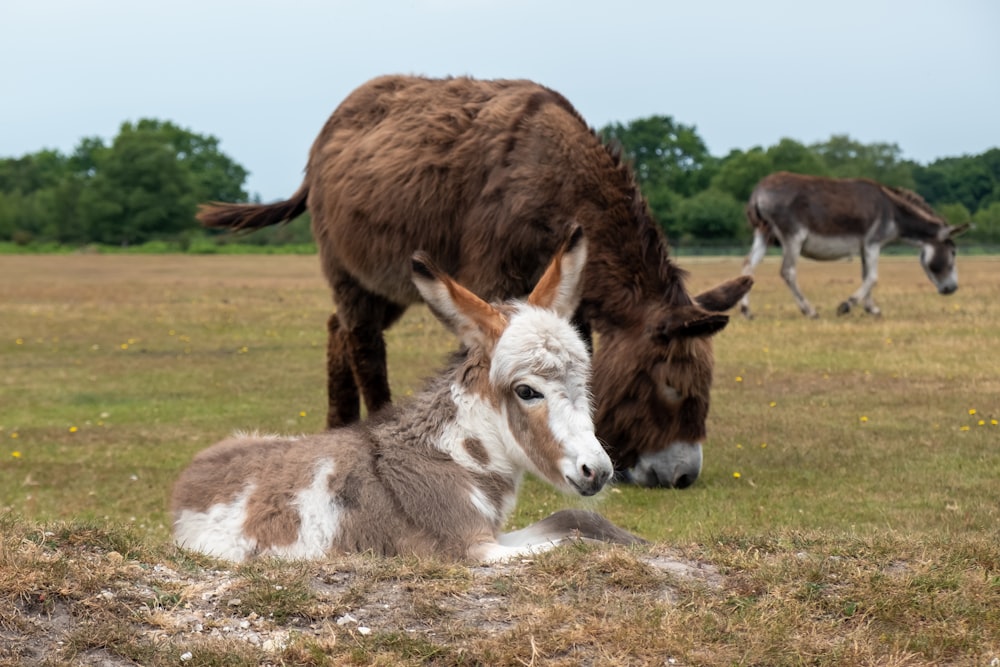 a group of animals stand in a grassy field