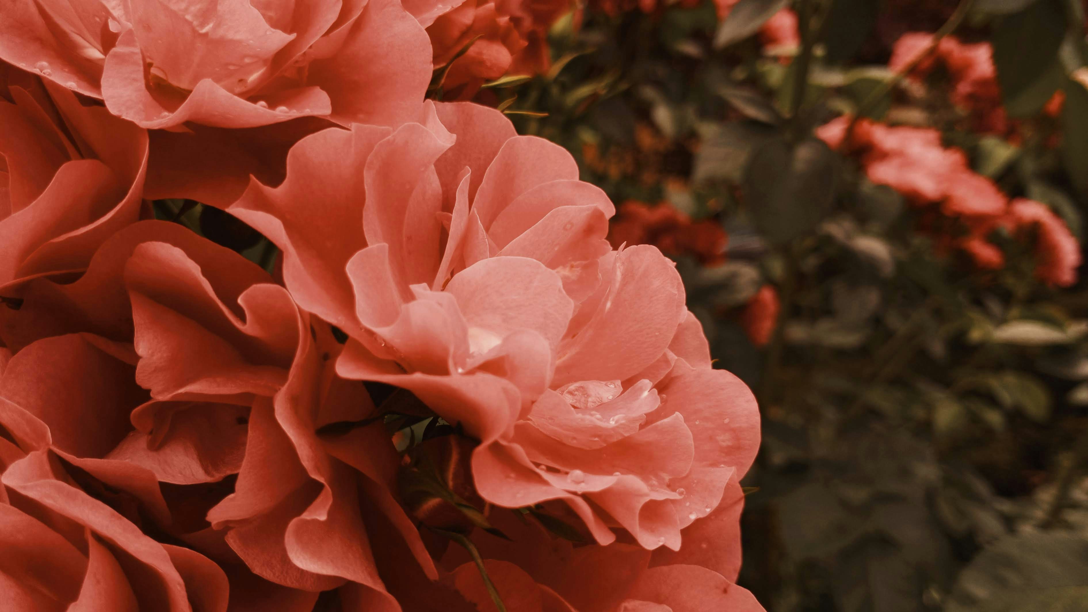 Photo by linusbelanger