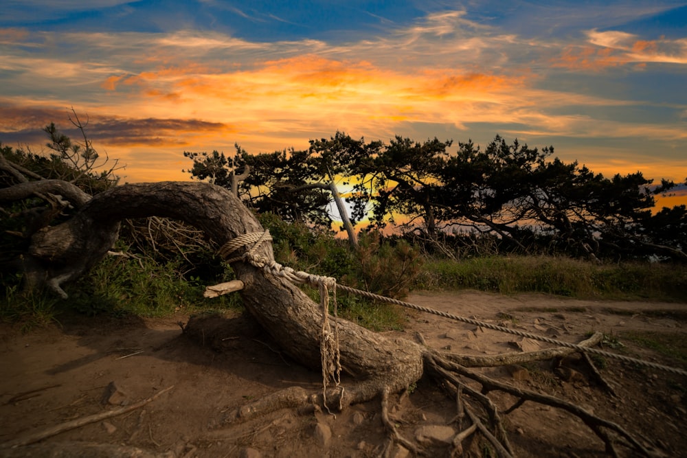 a tree that has been cut down