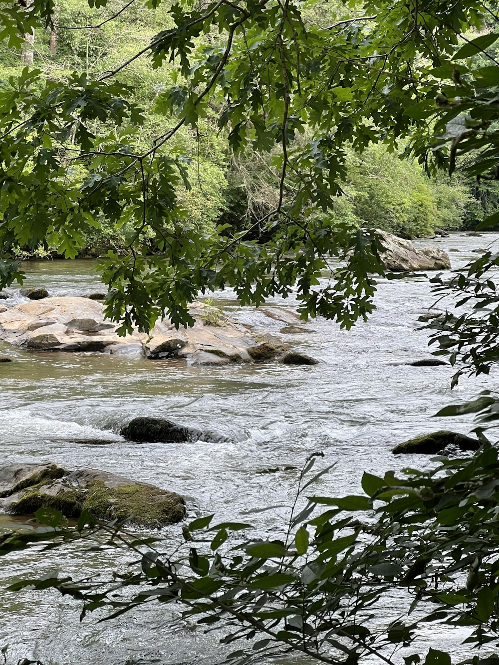 a river with rocks and trees