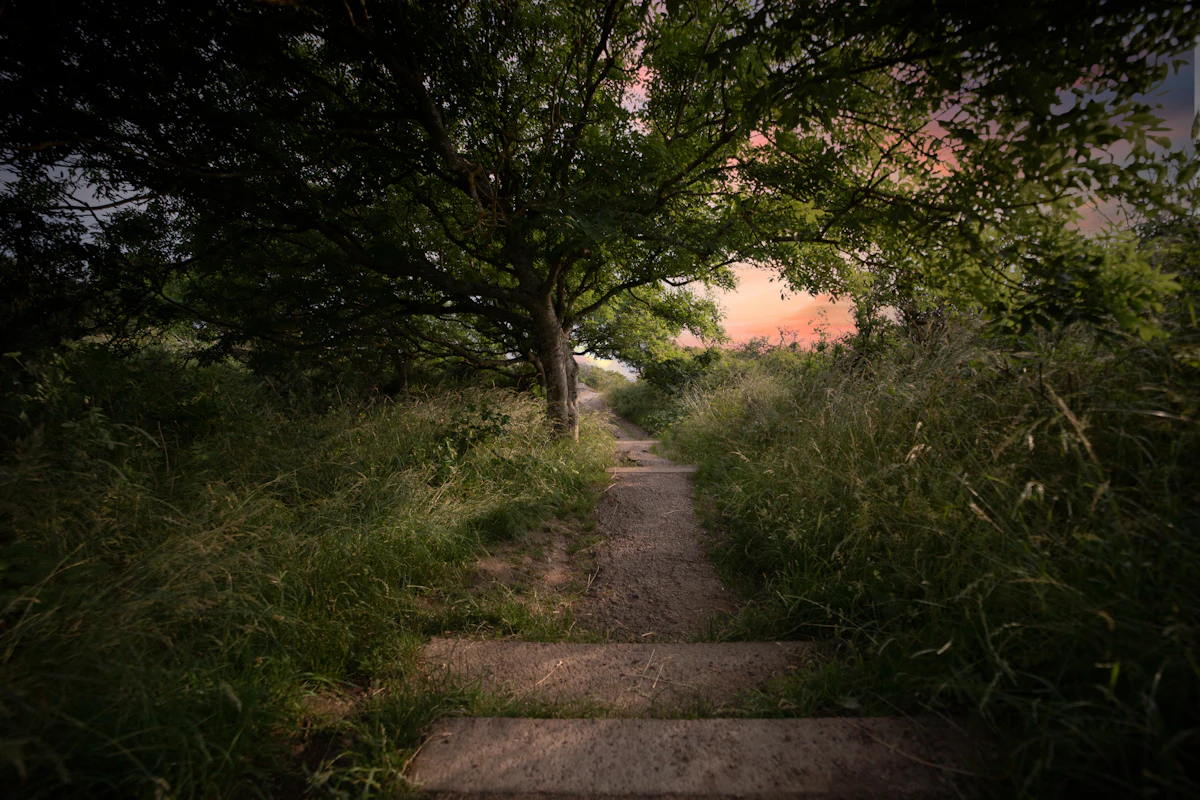 A path with low steps through long grass and trees on Kullaberg at dusk