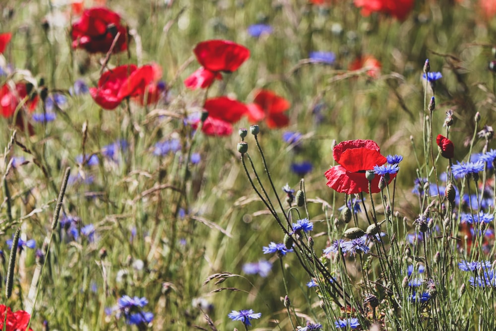 a field of flowers