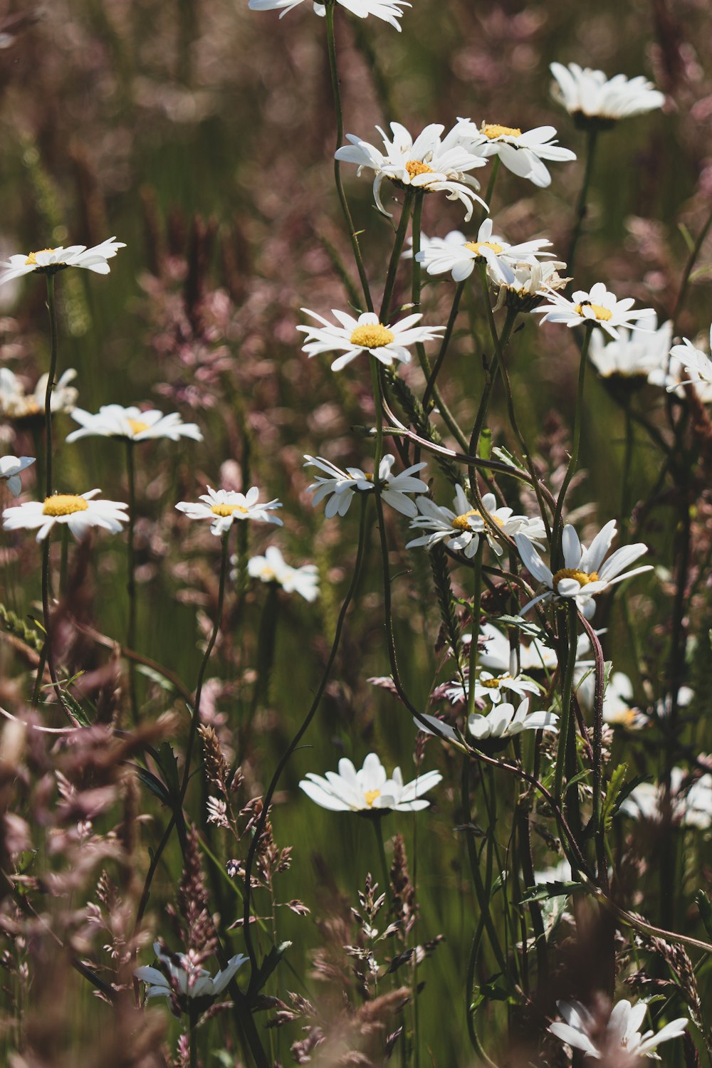 a group of white flowers