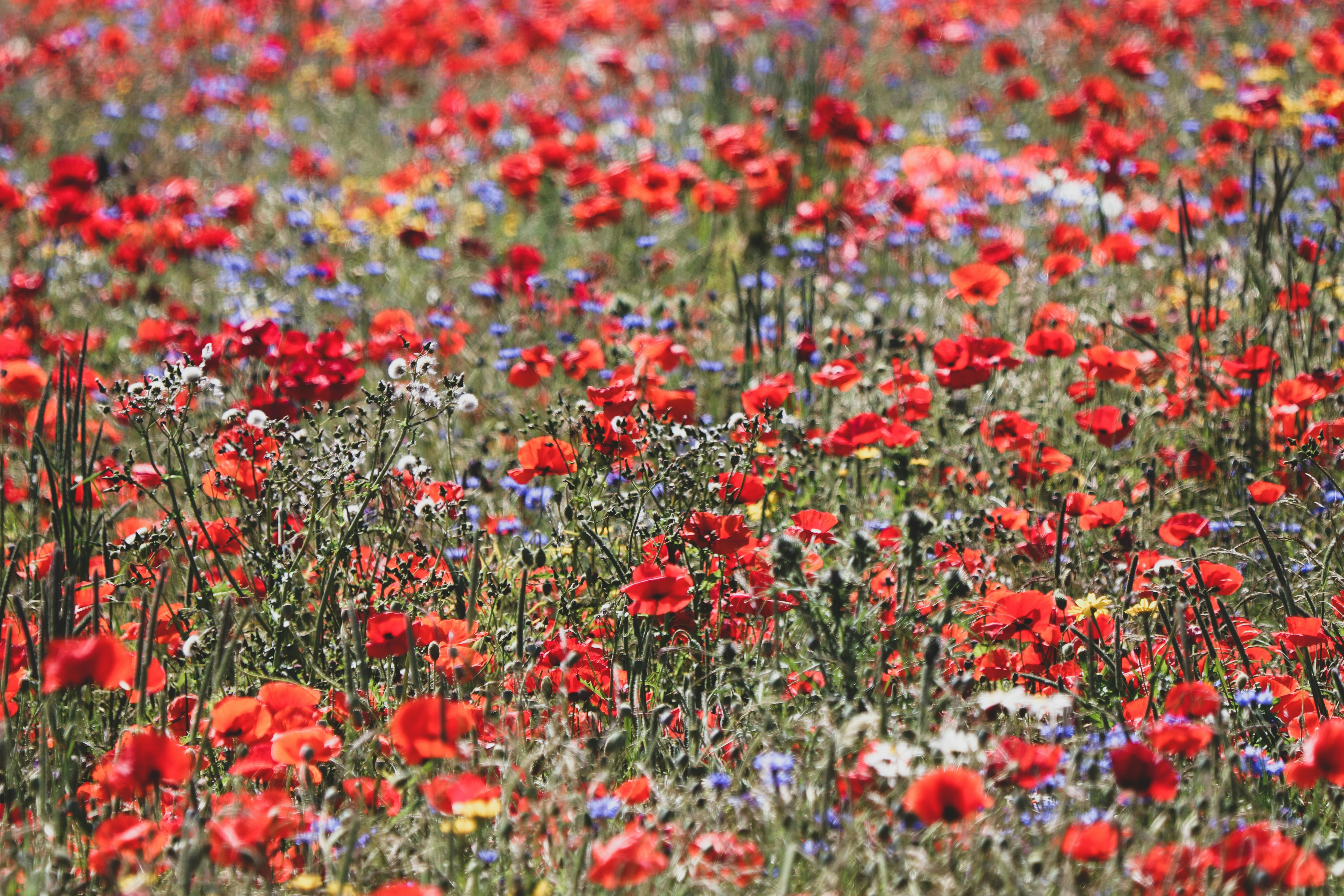 a field of red flowers