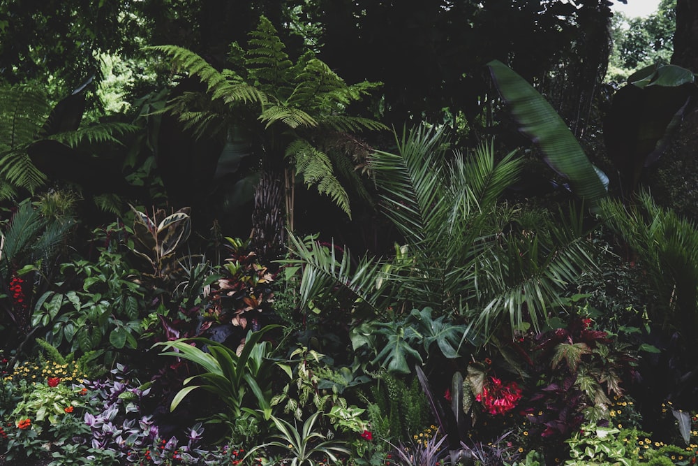 a group of plants with flowers