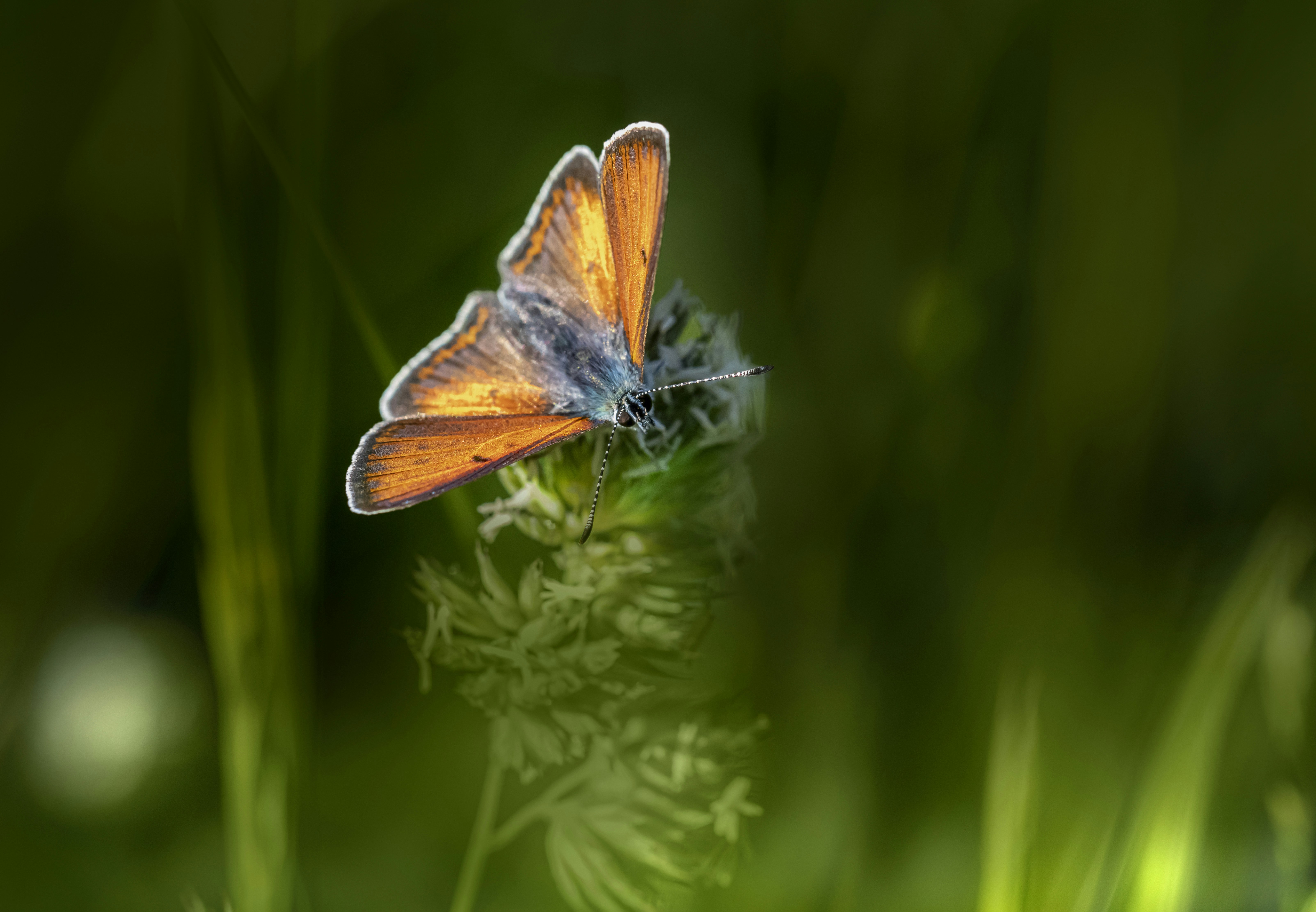 Photo by erik_karits
