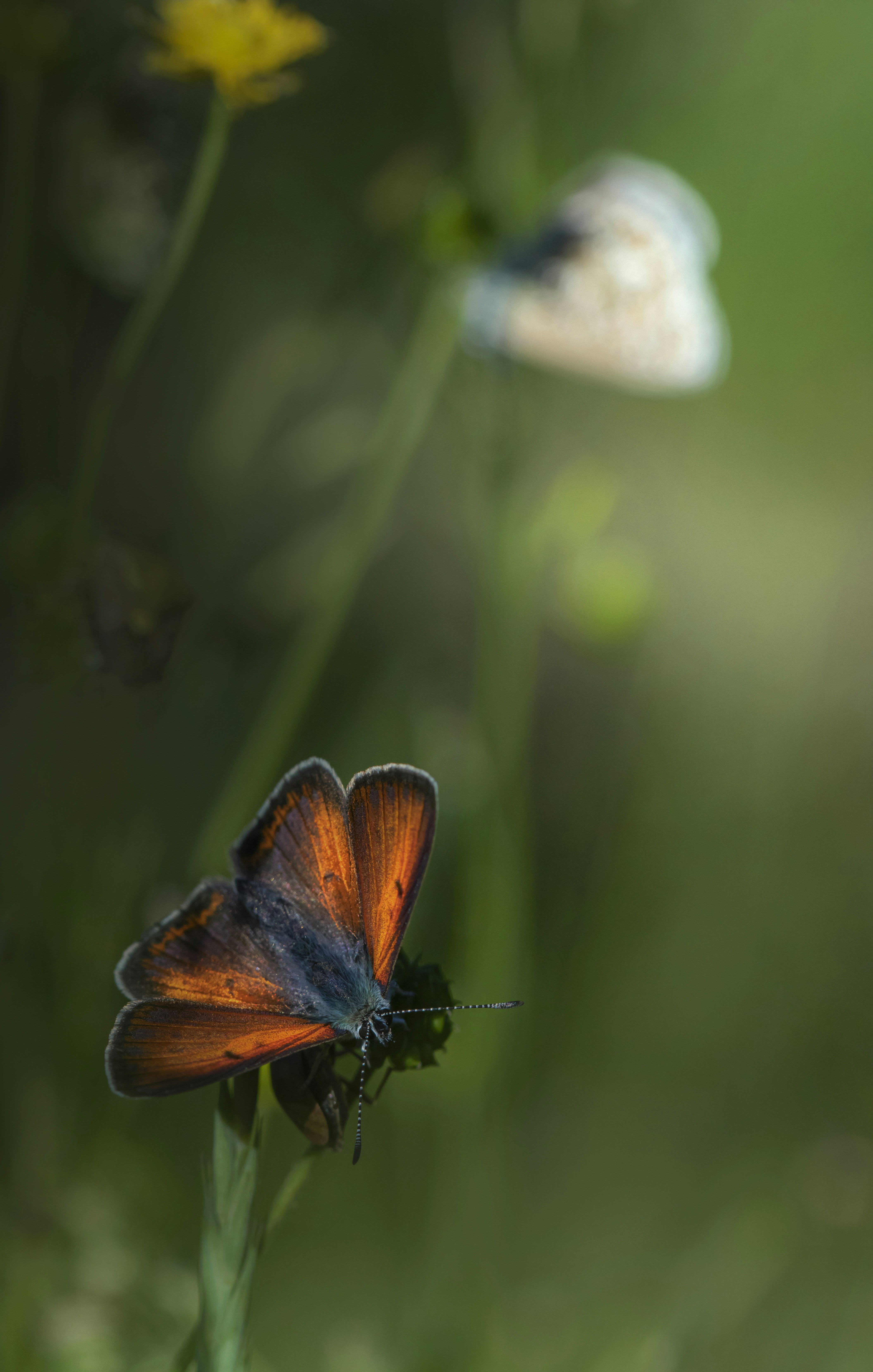 Photo by erik_karits