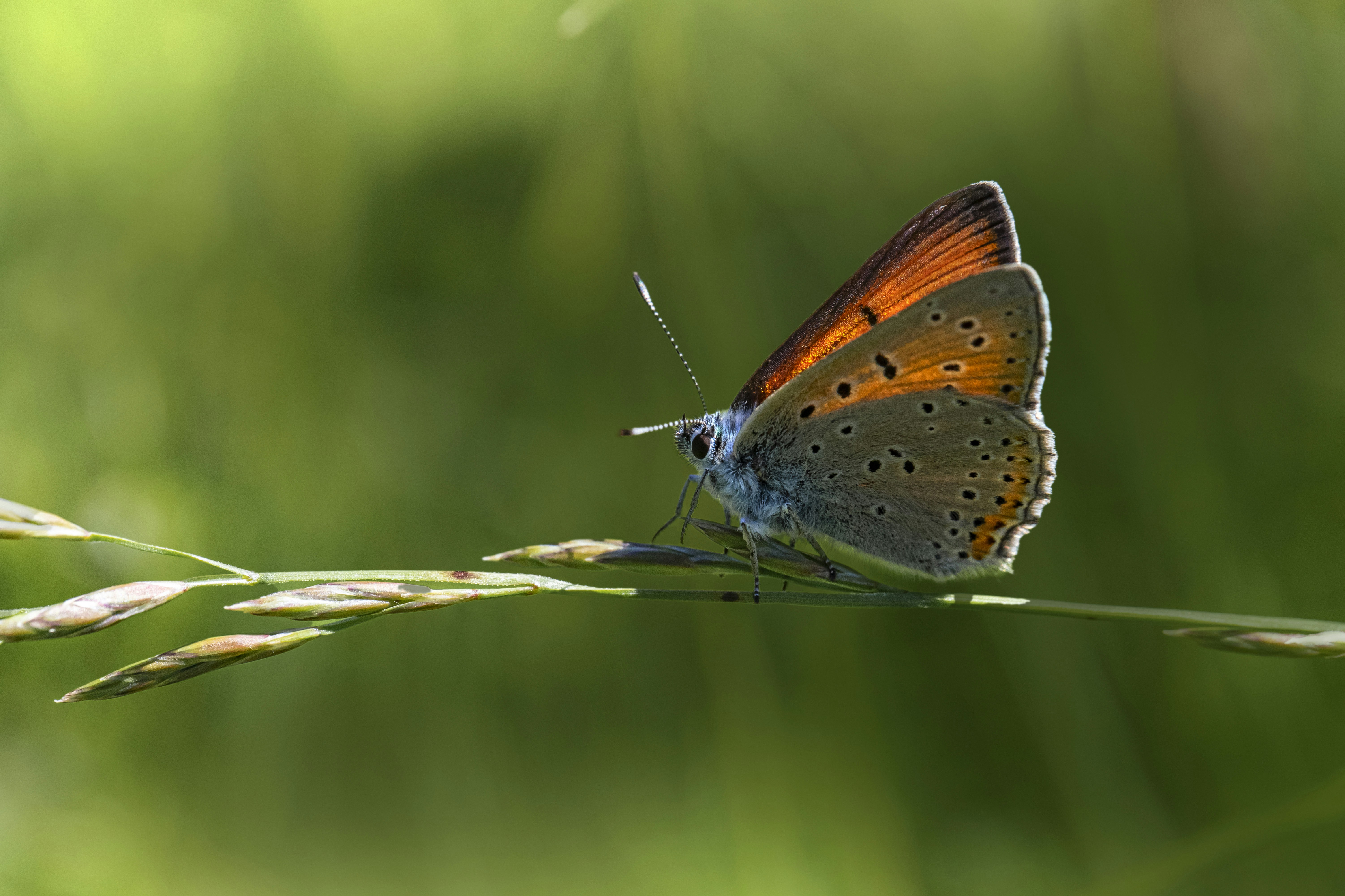 Photo by erik_karits