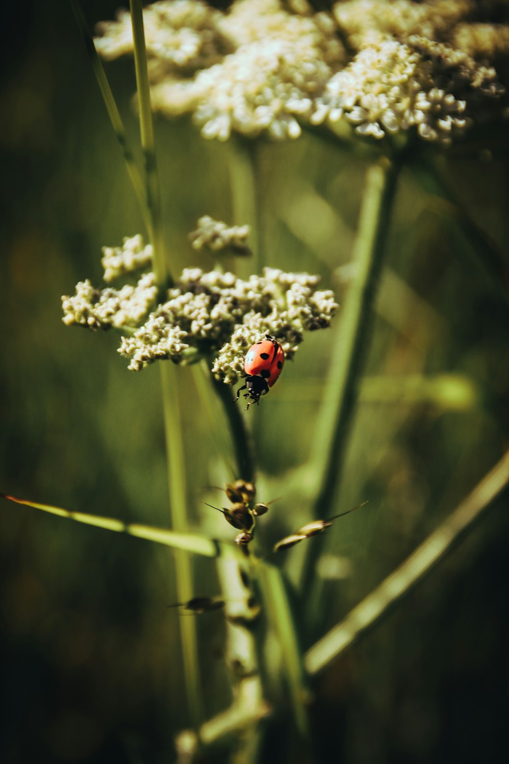 a ladybug on a flower