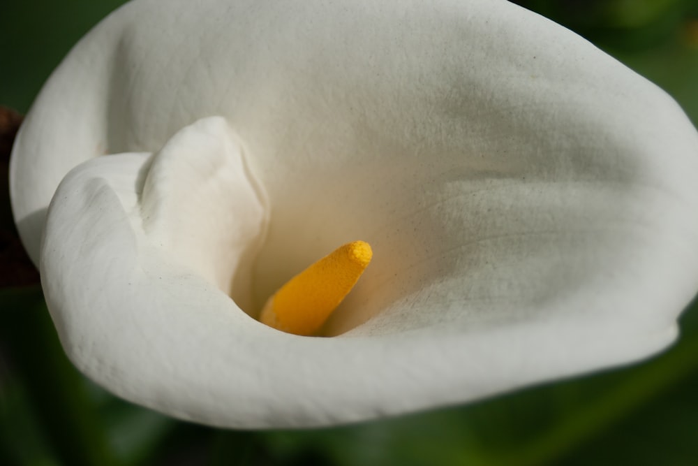 a white flower with a yellow center