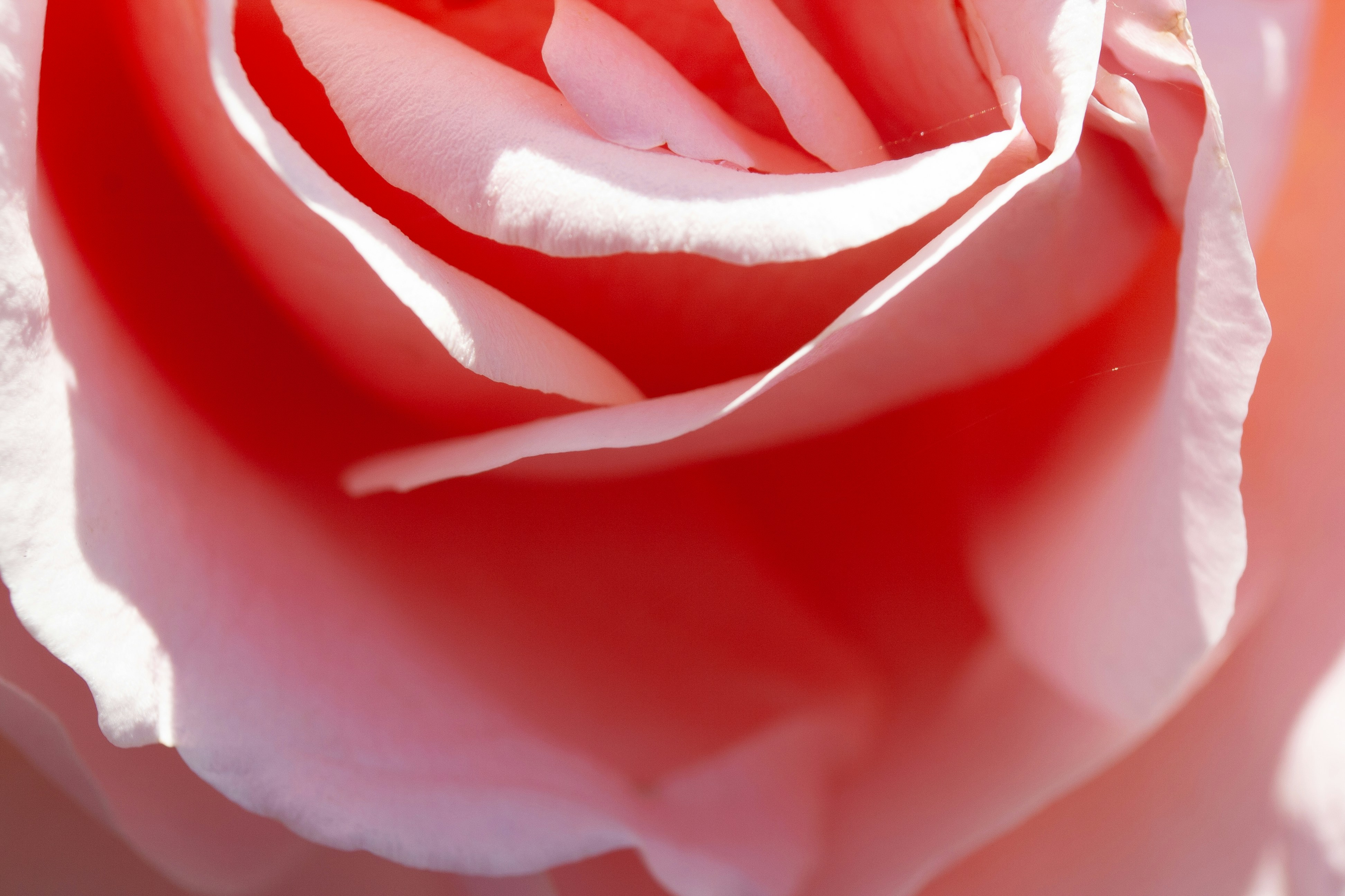 Photo by stephwubben