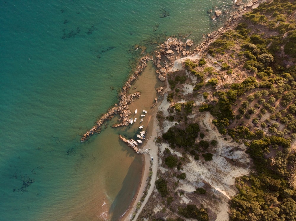 a beach with trees and water