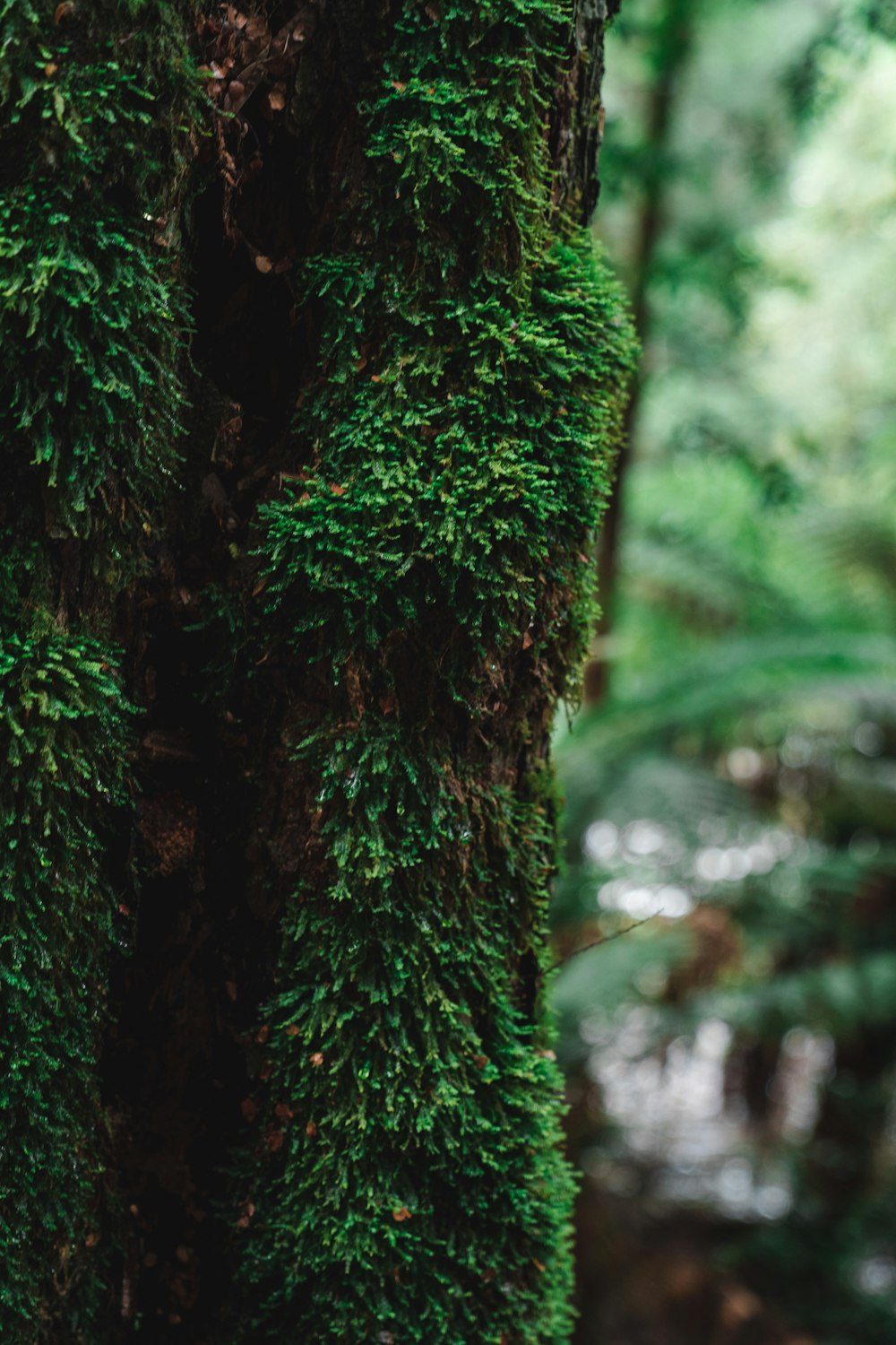 a close up of a tree