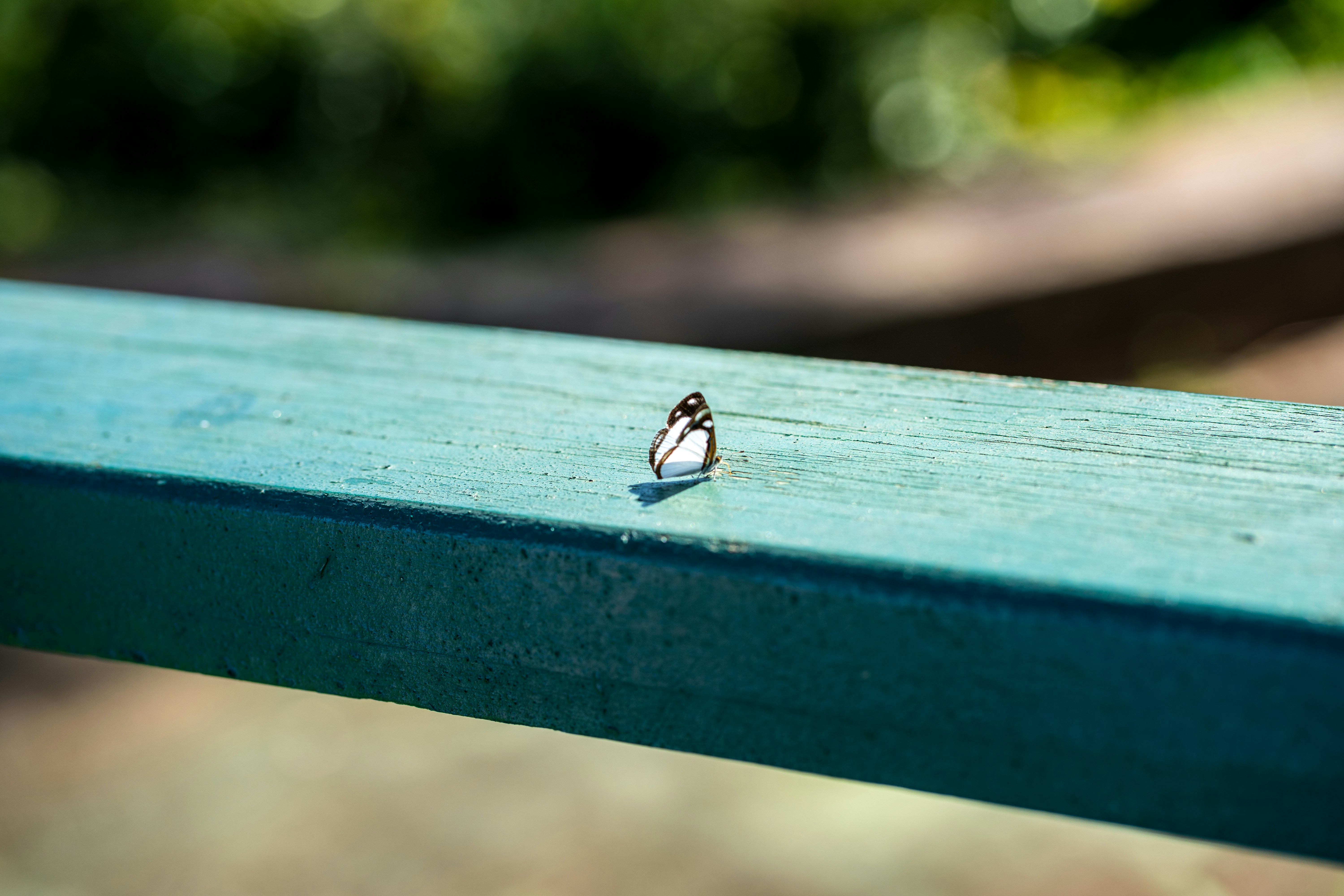 a small insect on a blue surface