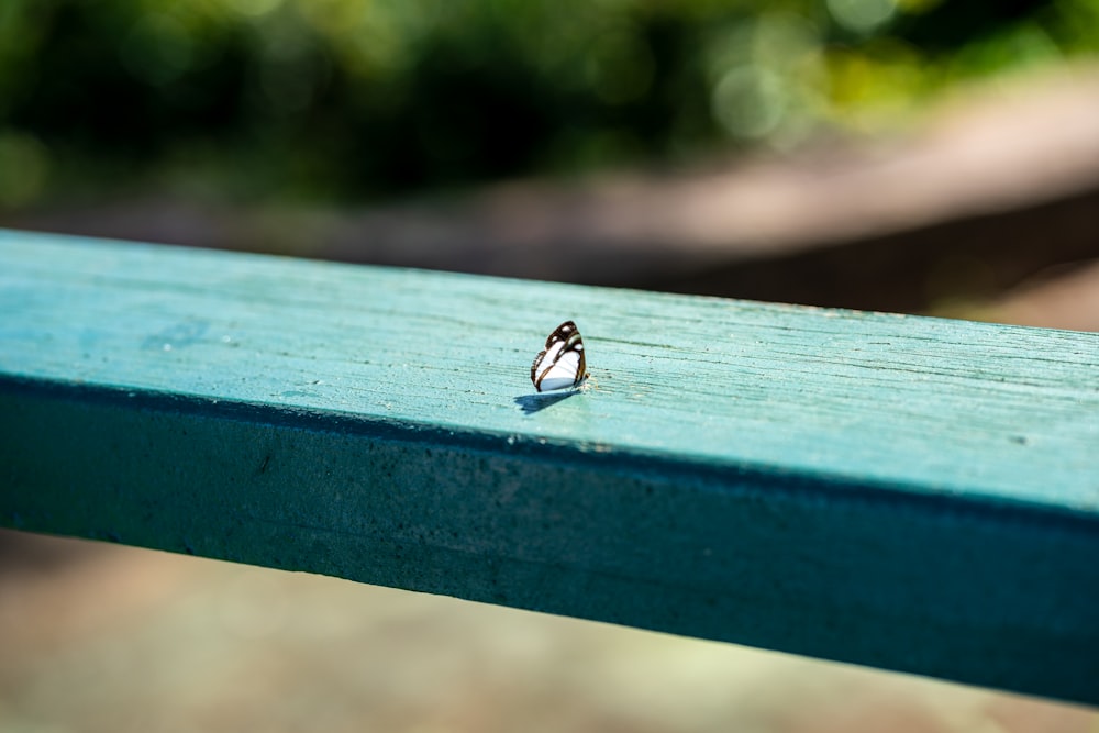 a small insect on a blue surface