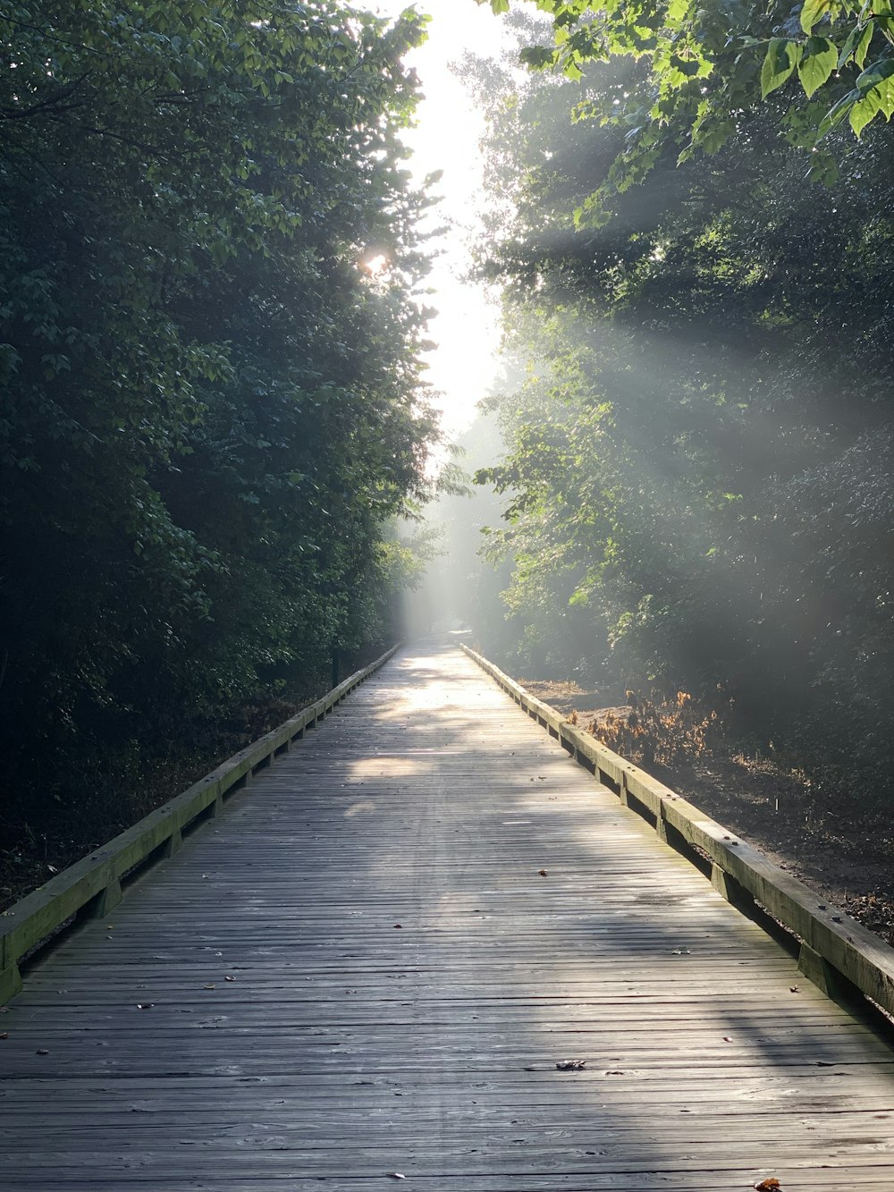 a wooden walkway with trees on either side of it