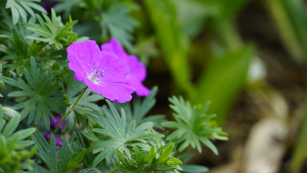 a purple flower on a plant