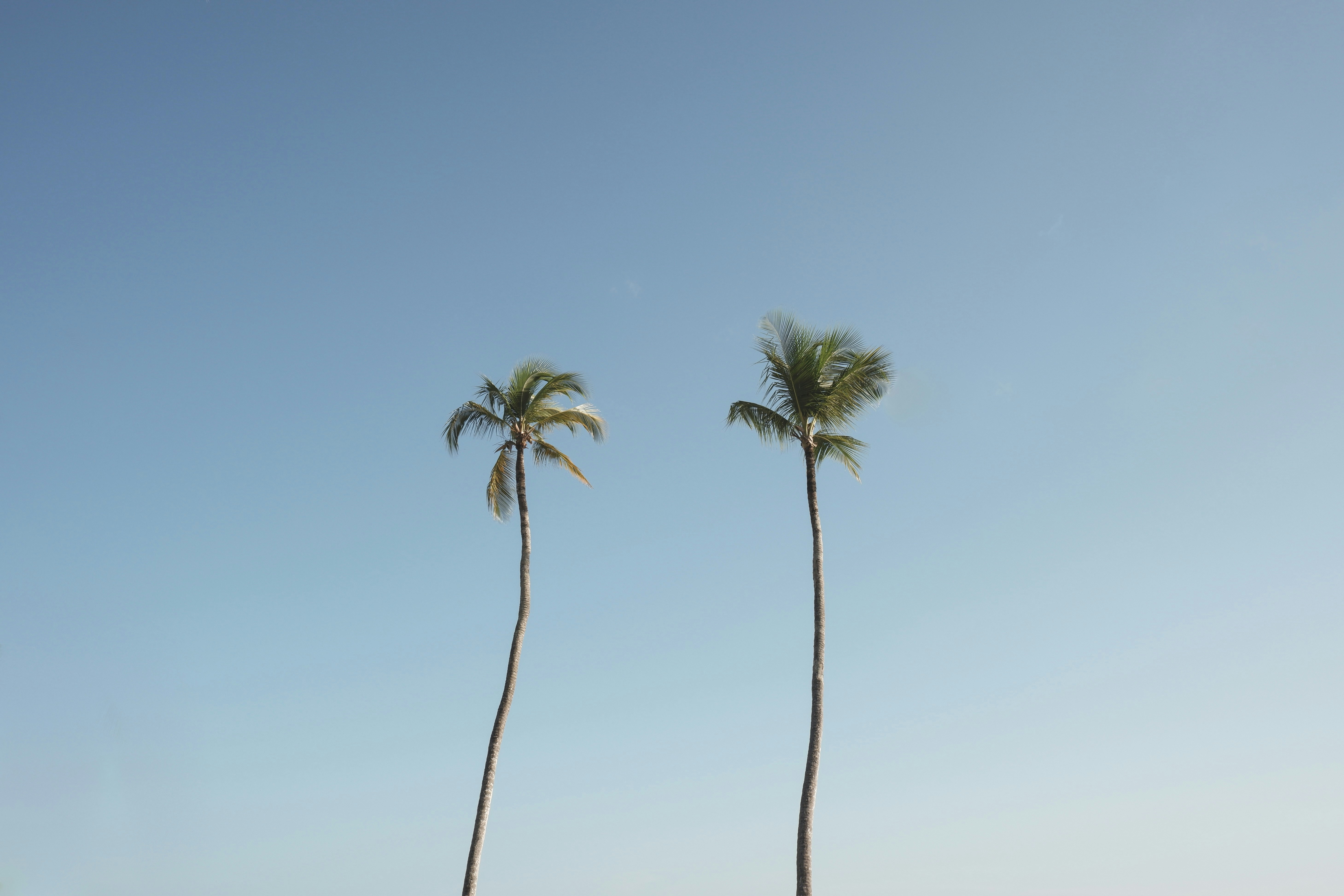 a couple of palm trees