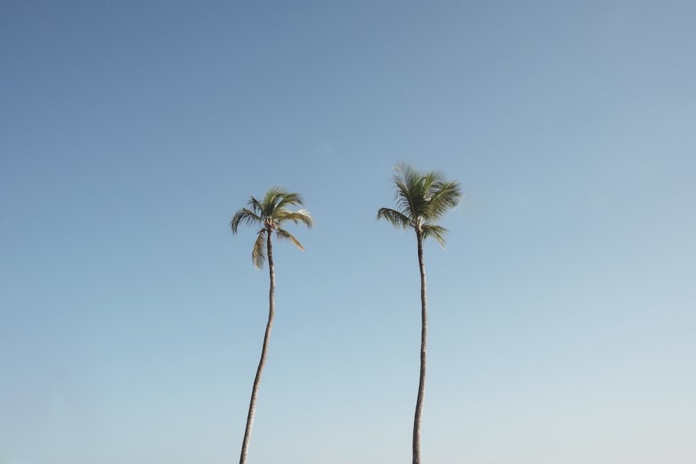 a couple of palm trees