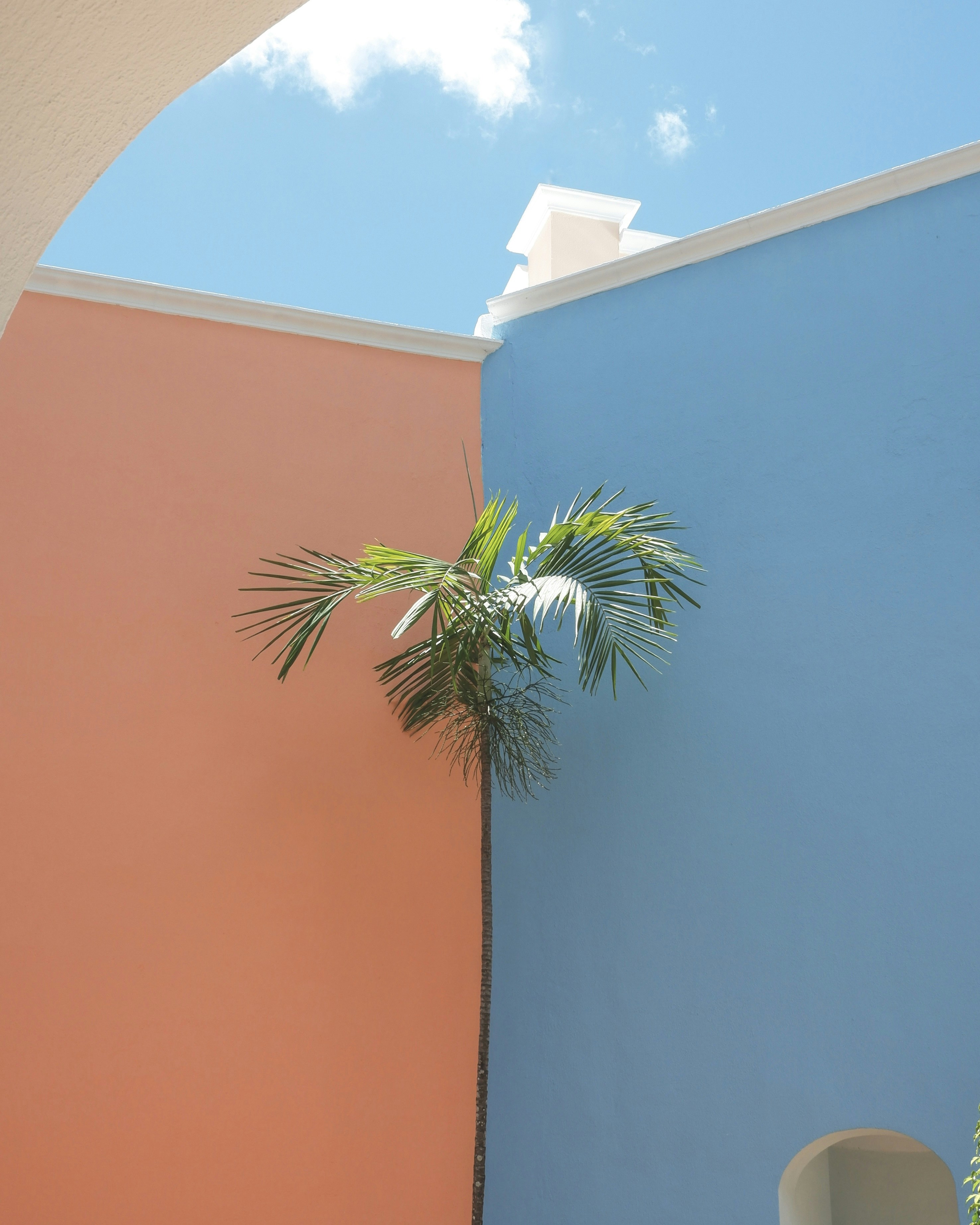 a plant growing from a wall