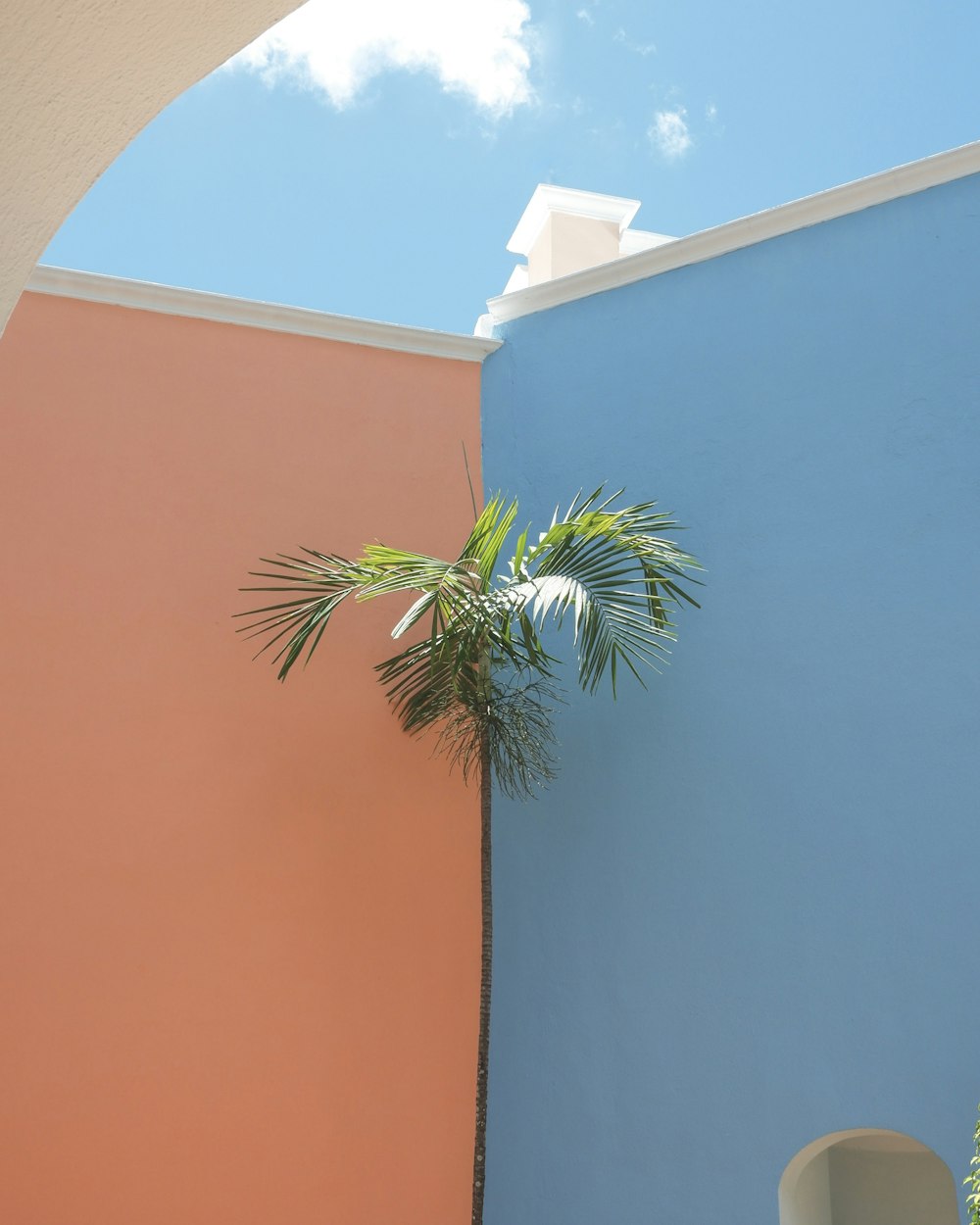 a plant growing from a wall