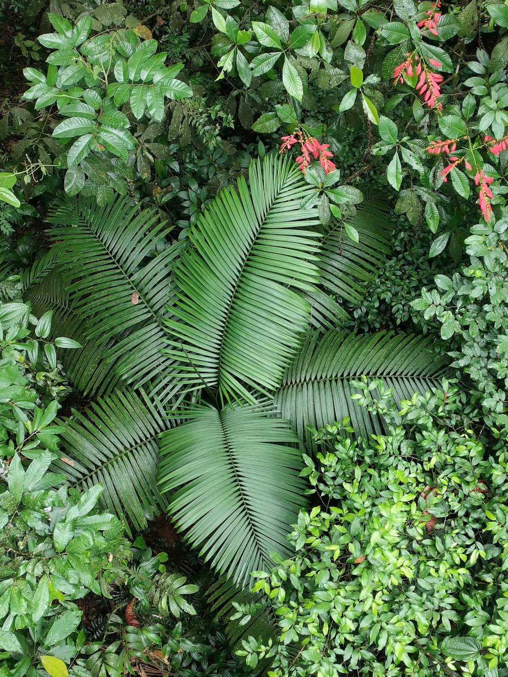 a large green plant