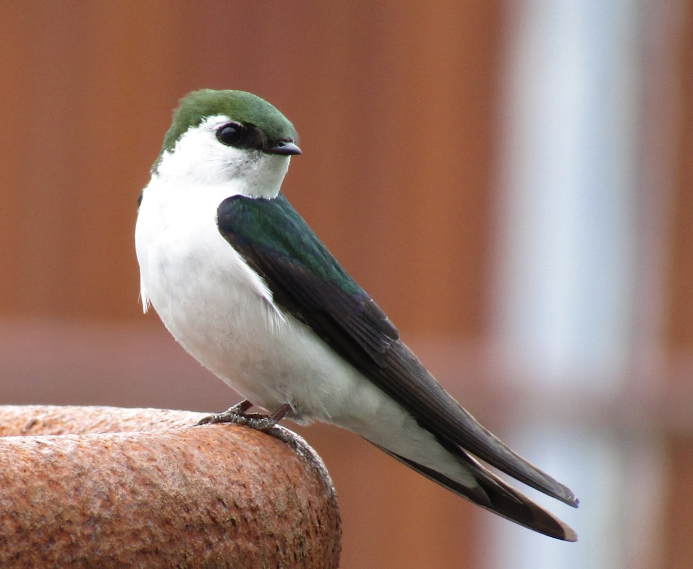 a bird on a rock