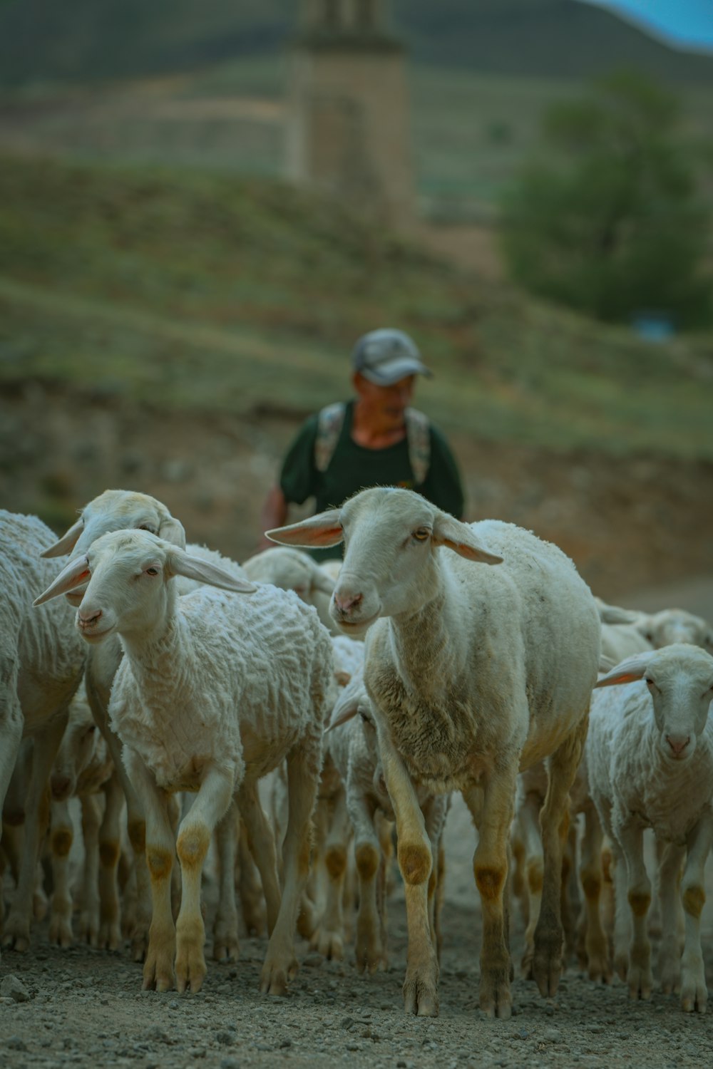 a person herding a flock of sheep