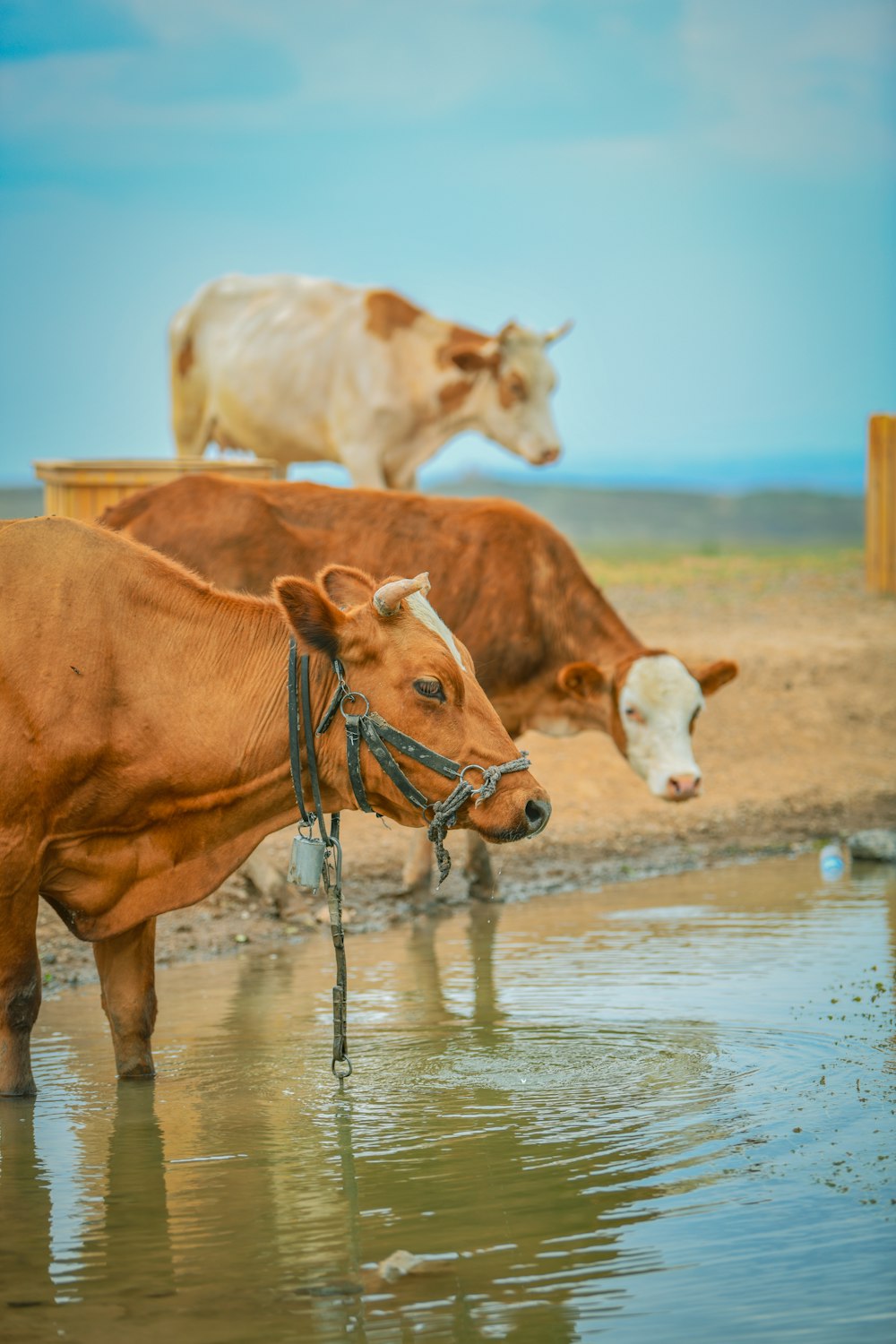 cows drinking water in a lake