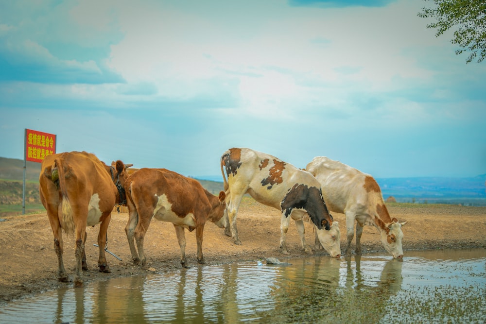 a group of cows drinking water