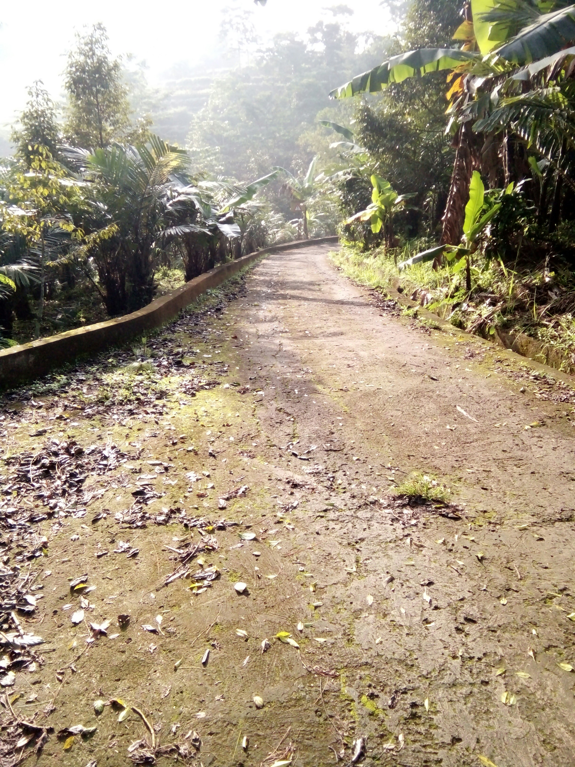 um caminho de terra com árvores de ambos os lados