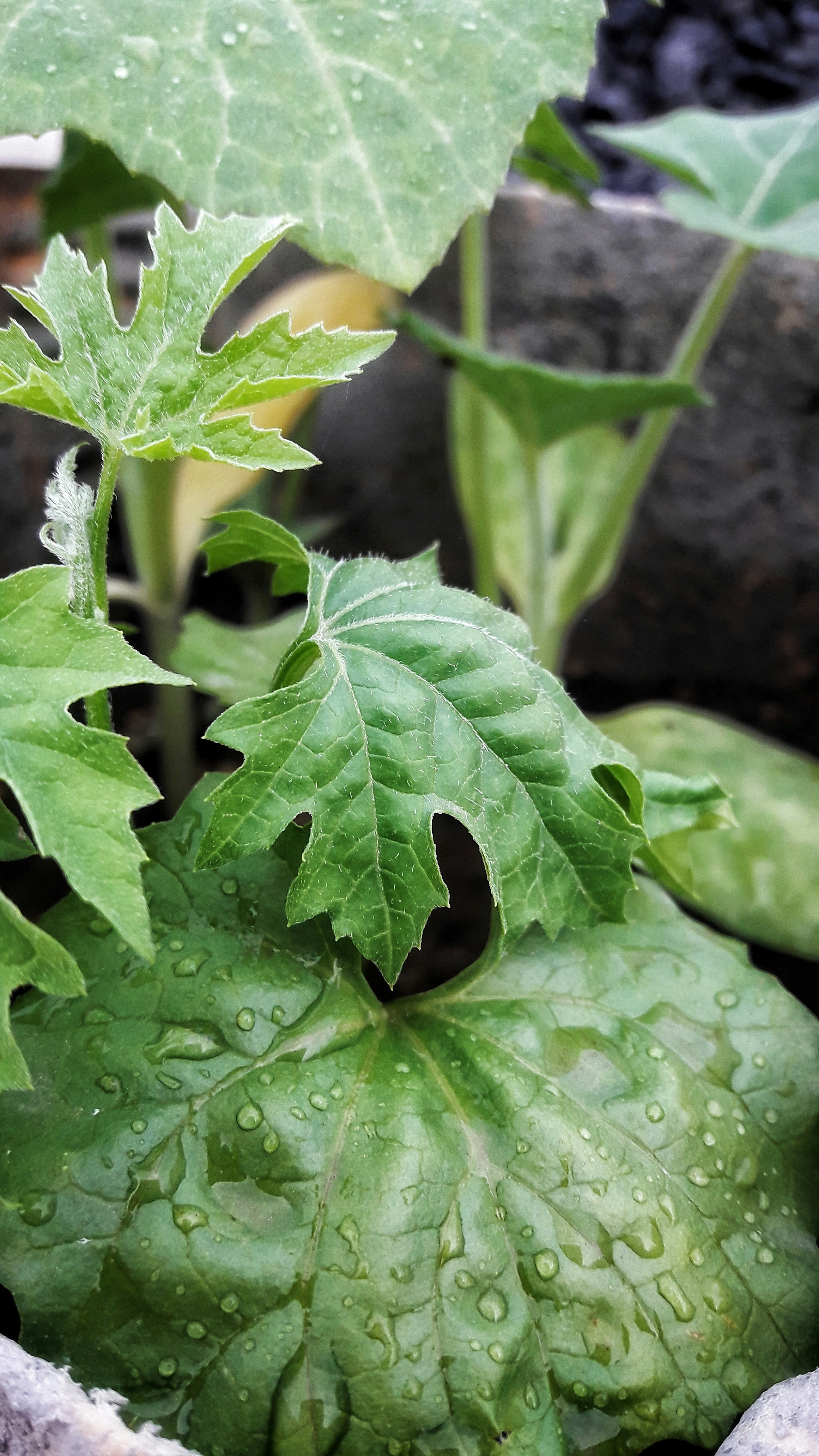 Photo by shubhanginijad9