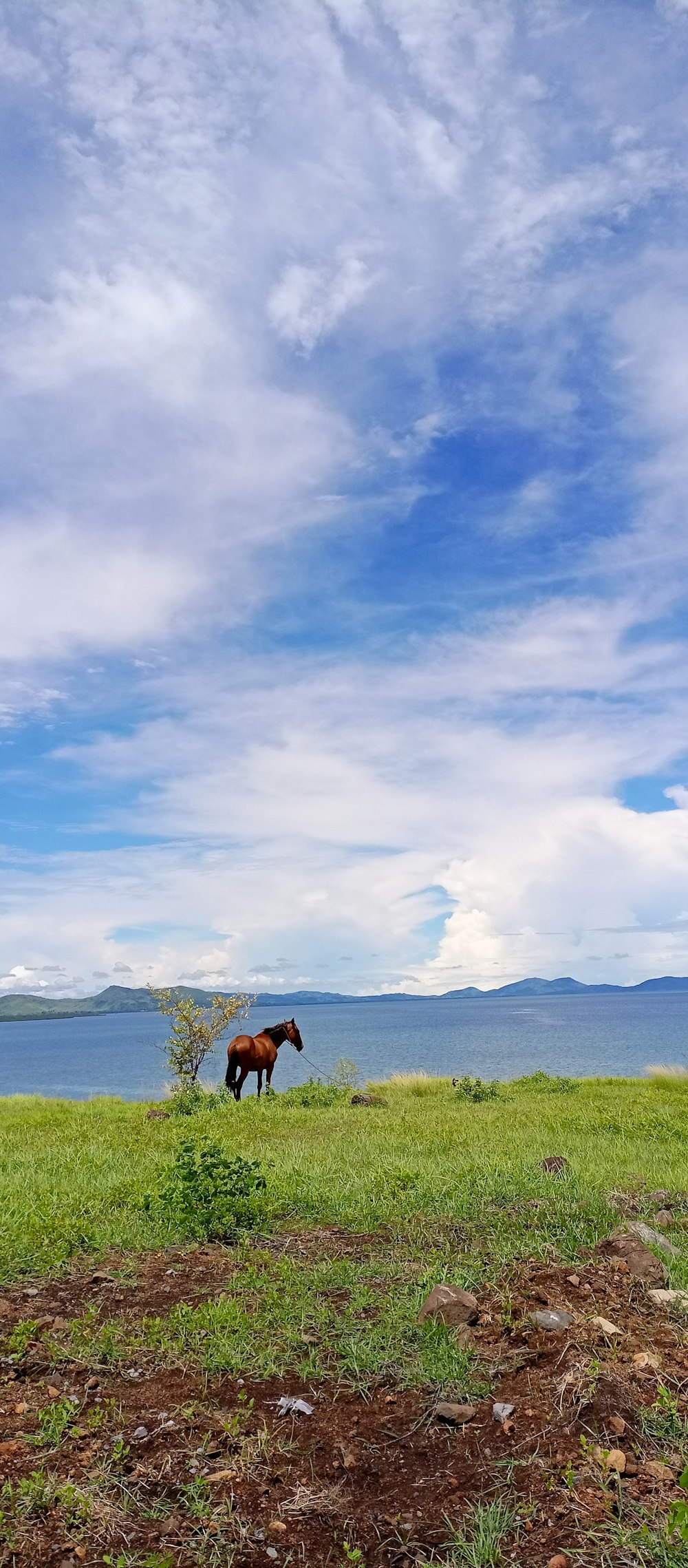 a horse standing on a grassy hill