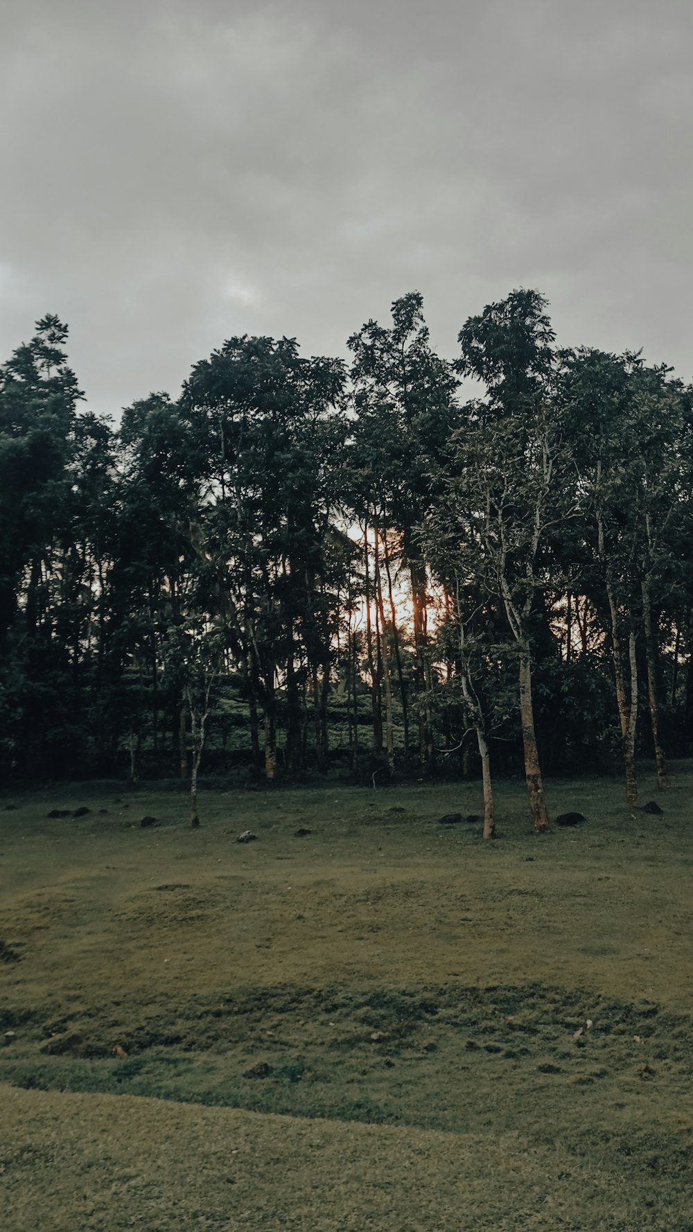 a group of trees