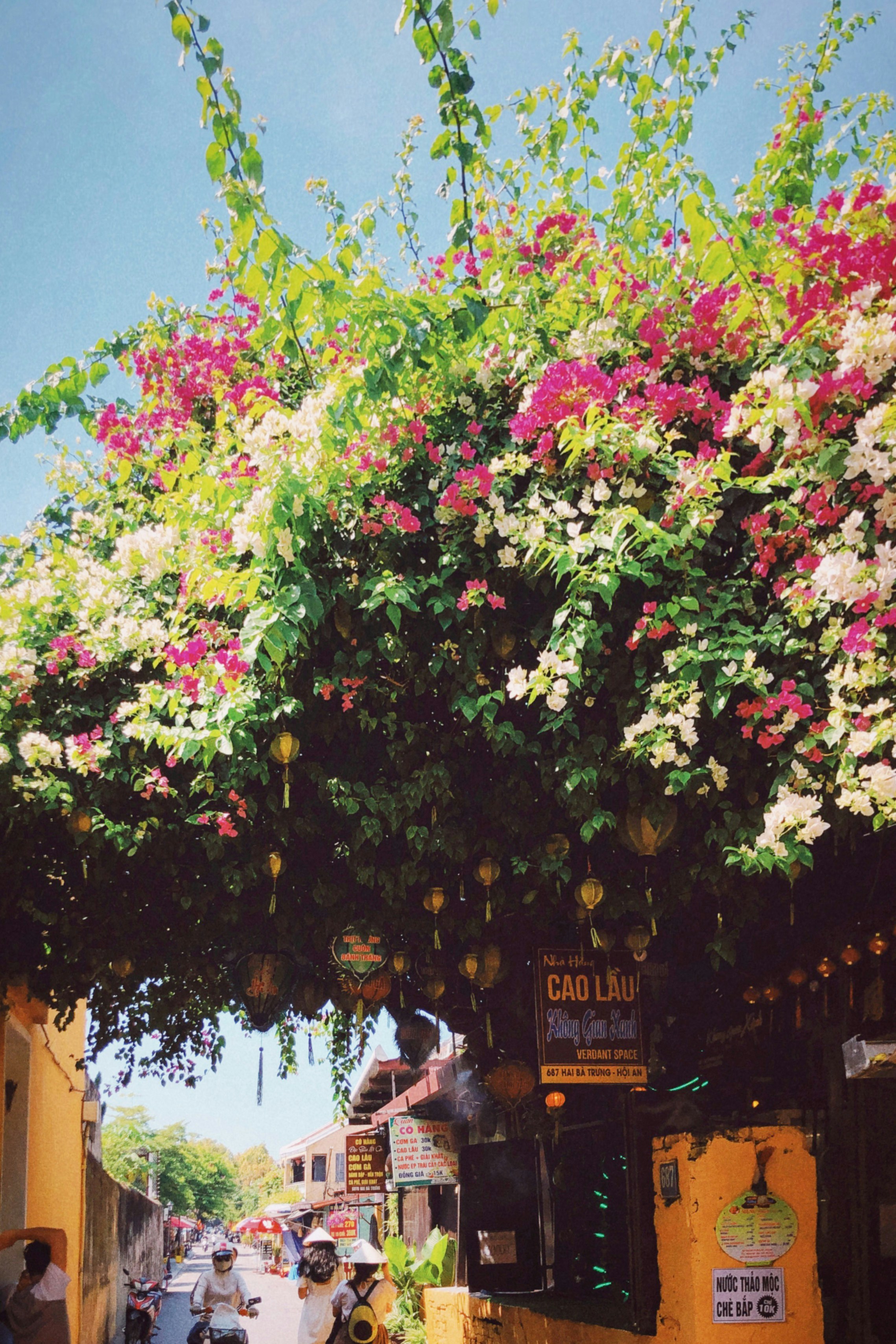a tree with pink flowers