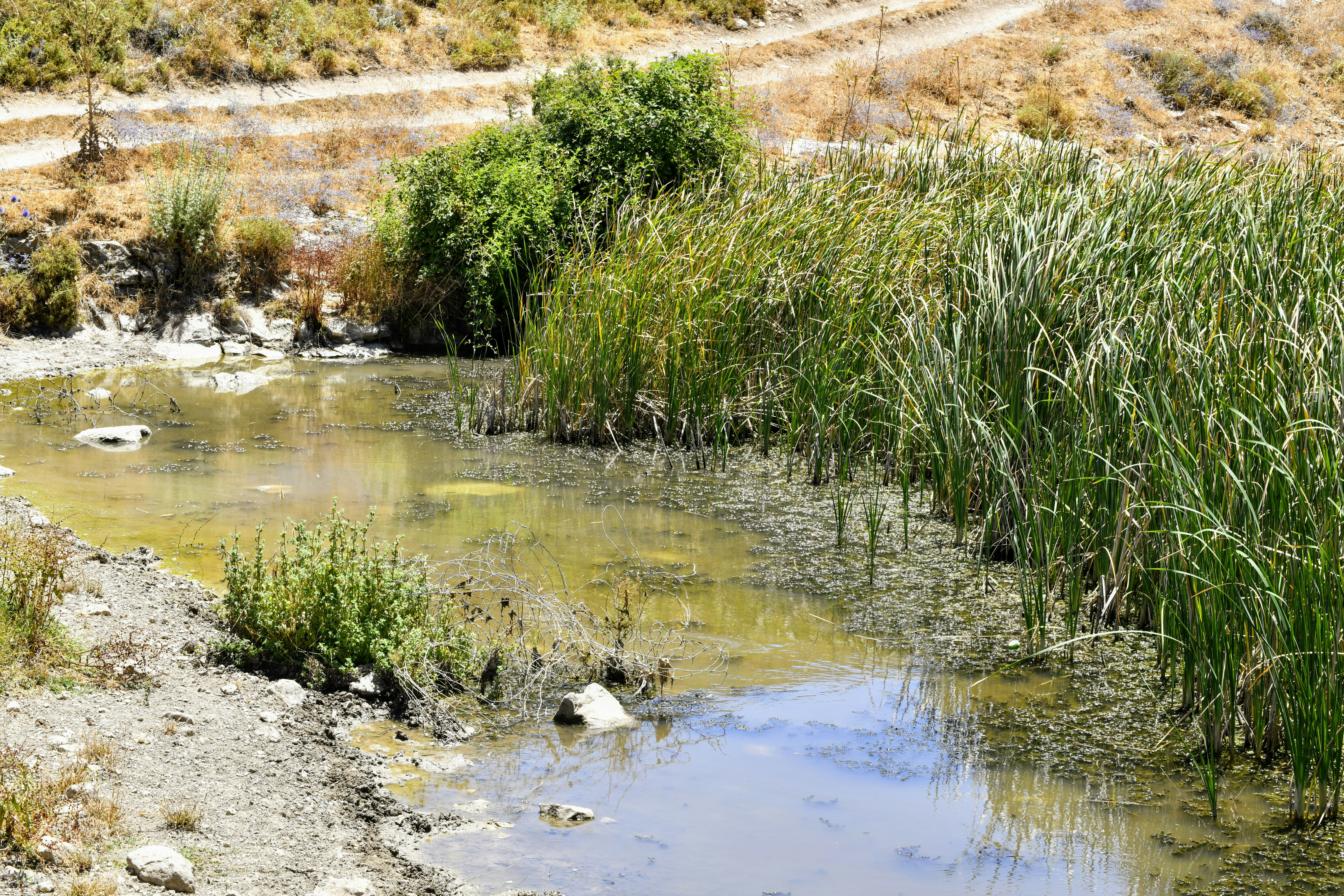 a small pond with plants and rocks