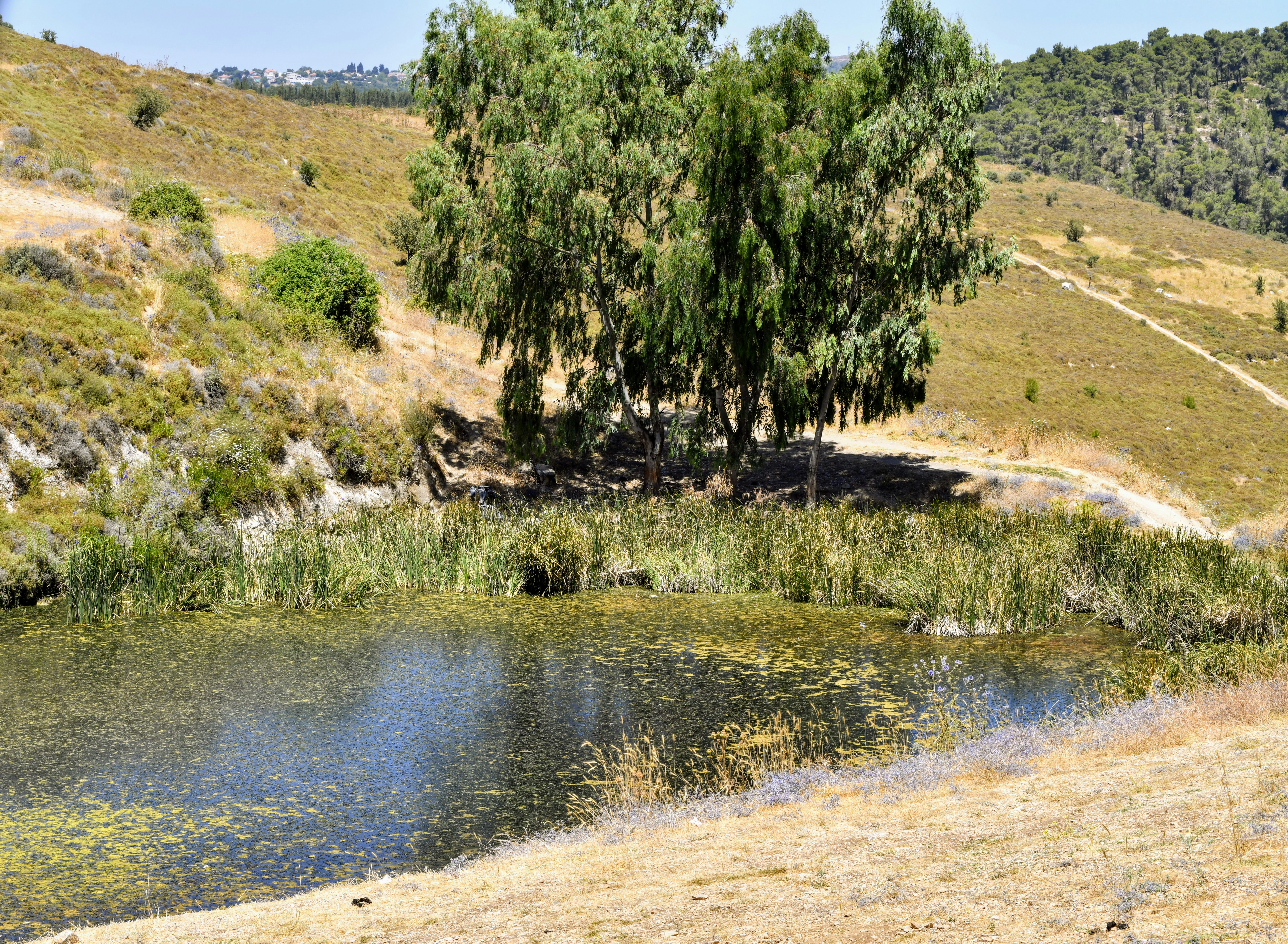 I captured this very peaceful and pastoral location, with the only access is on foot or a 4x4. Usually you can find free range cows grazing around this natural spring.